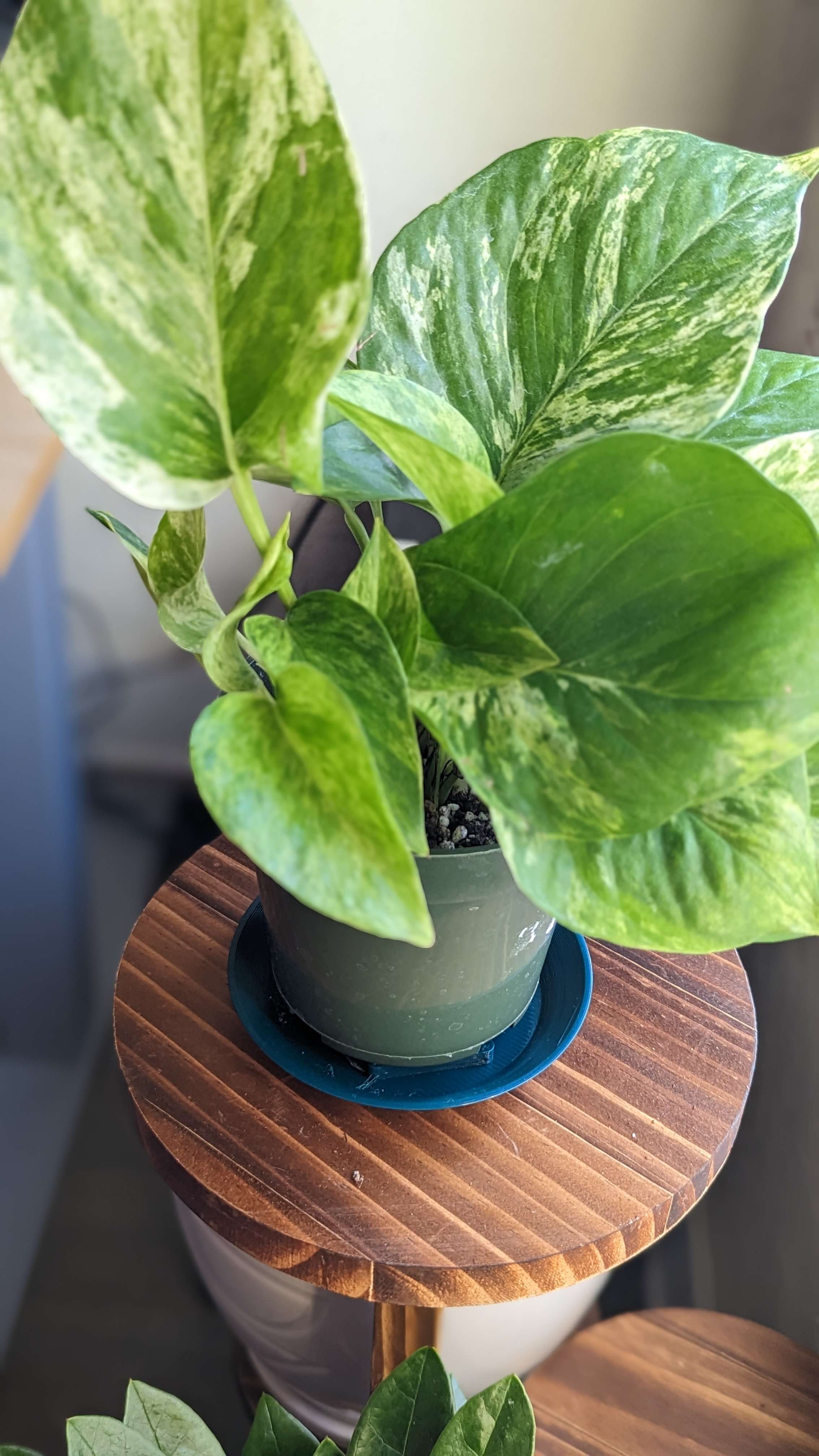 3inch House Plant Drip Tray by hhheath_ Download free STL model