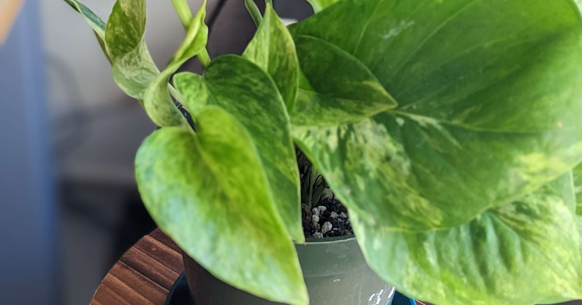 3inch House Plant Drip Tray by hhheath_ Download free STL model