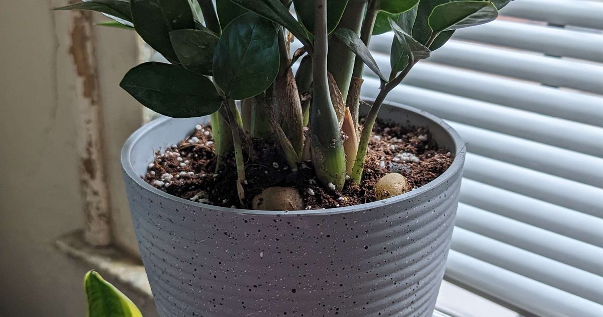 5inch House Plant Drip Tray by hhheath_ Download free STL model