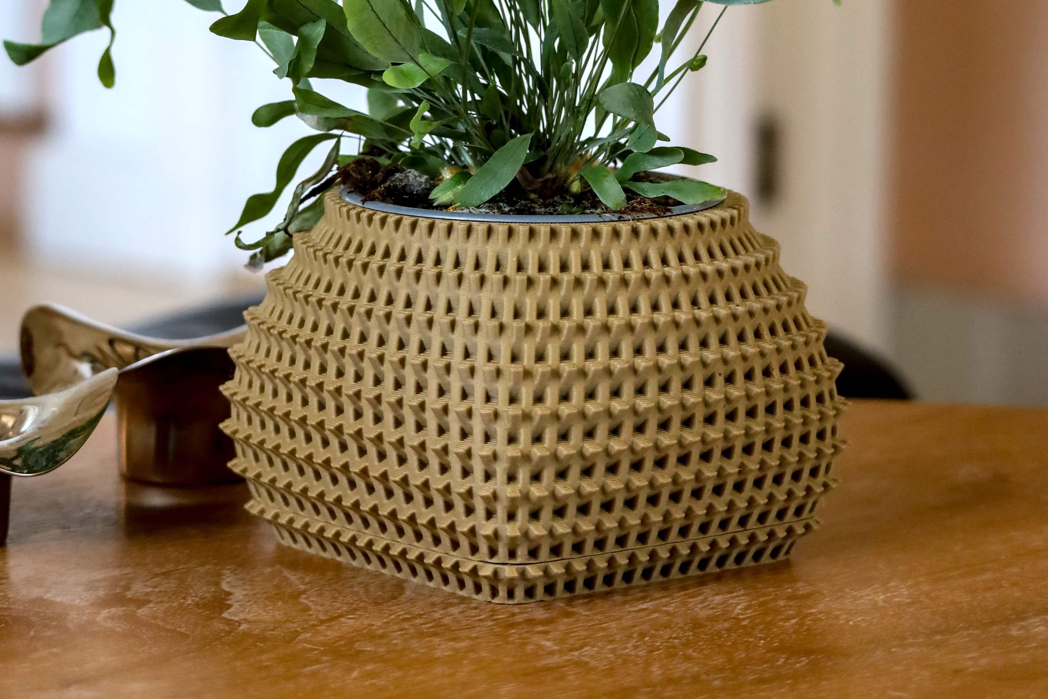Cactus pot