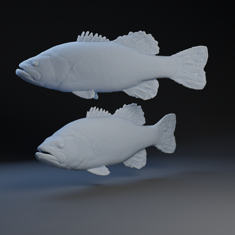 Large Mouth Bass by Peter Farell | Download free STL model | Printables.com for Free Printable Bass Fish Pictures