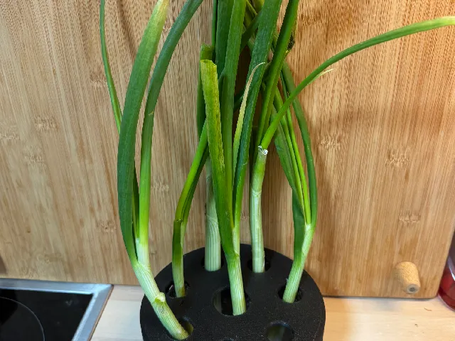 Spring/ green onion irrigation system