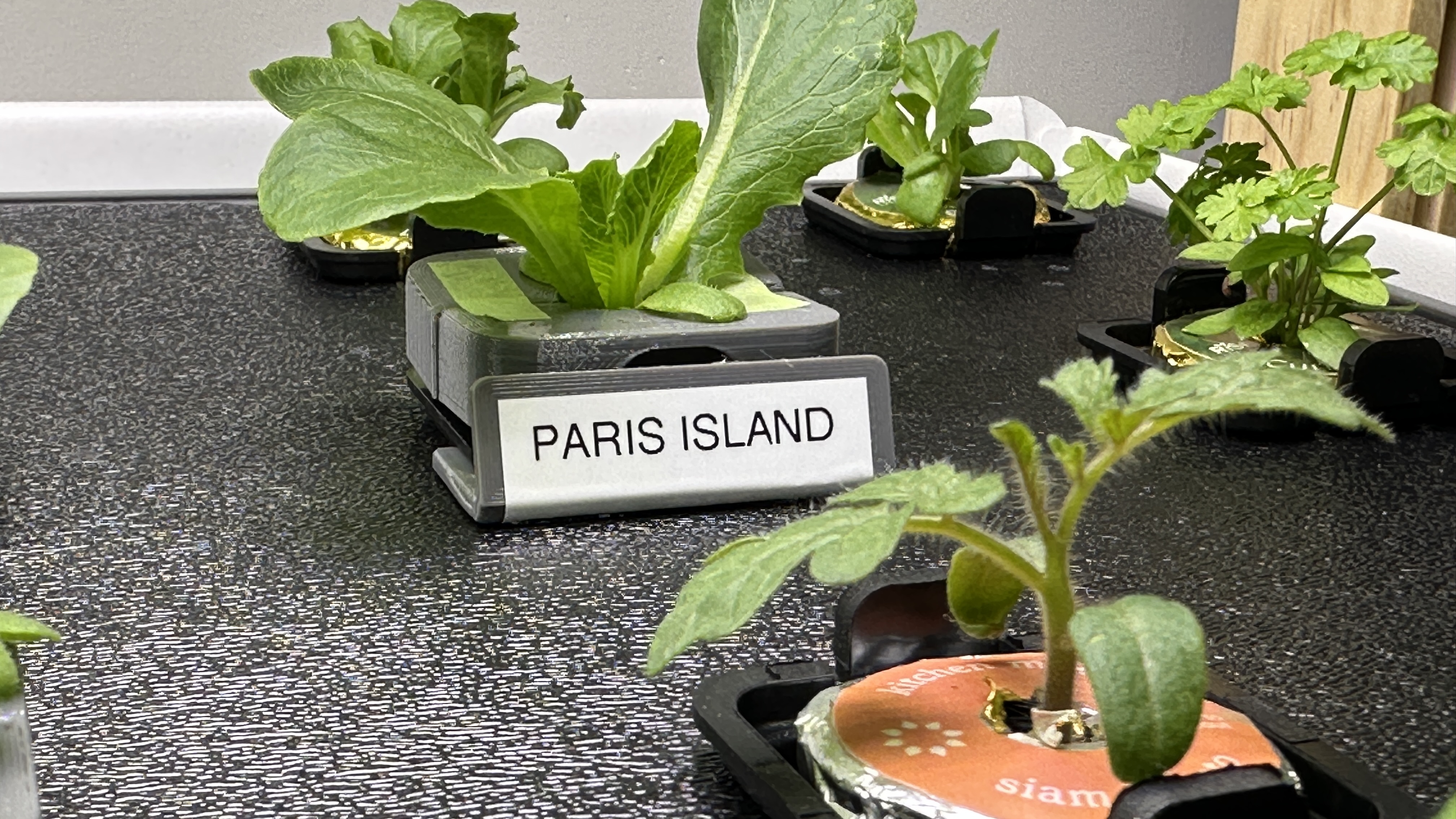 Rise Garden Pod Identification — miniatura 2