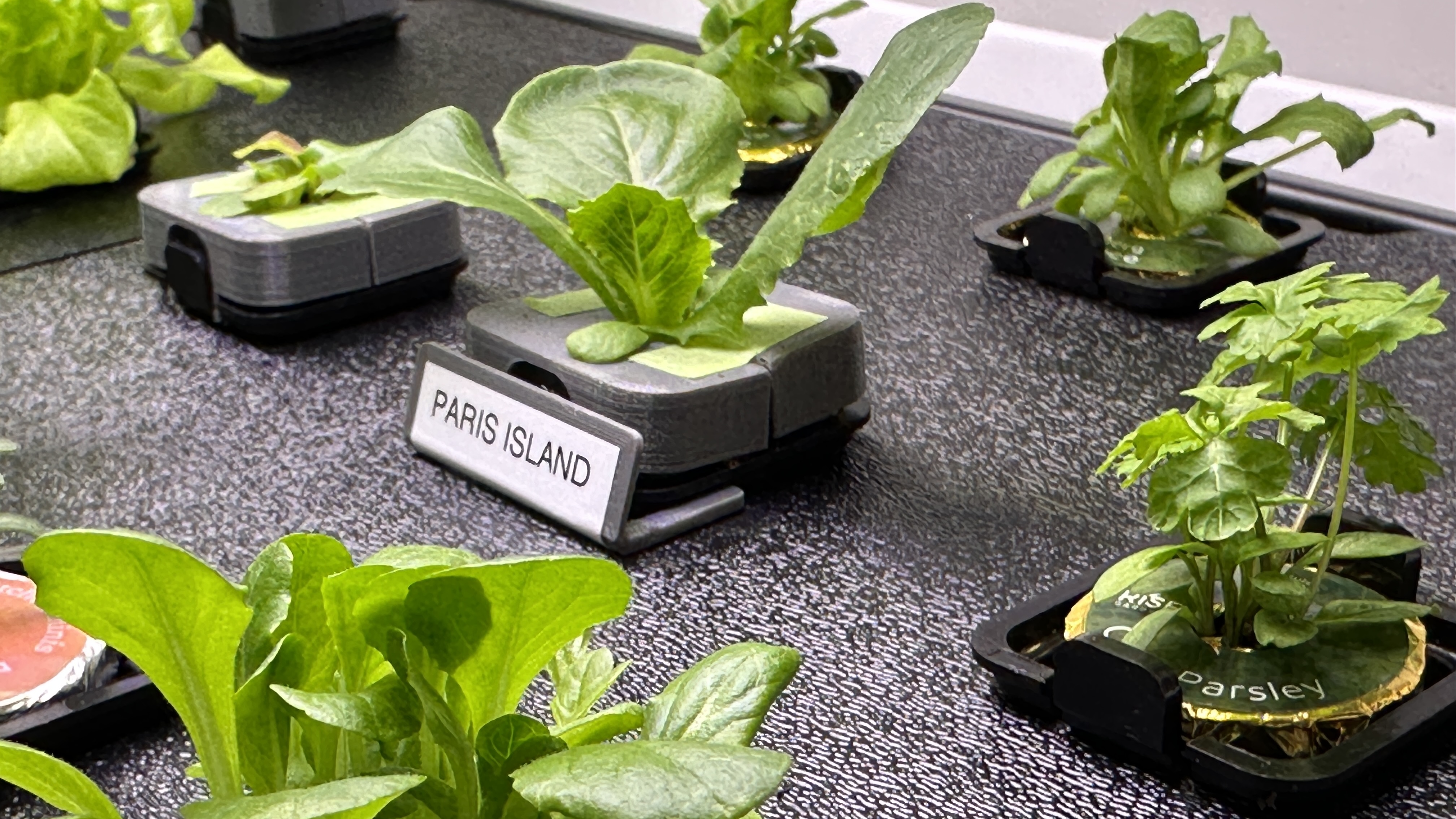 Rise Garden Pod Identification — miniatura 3
