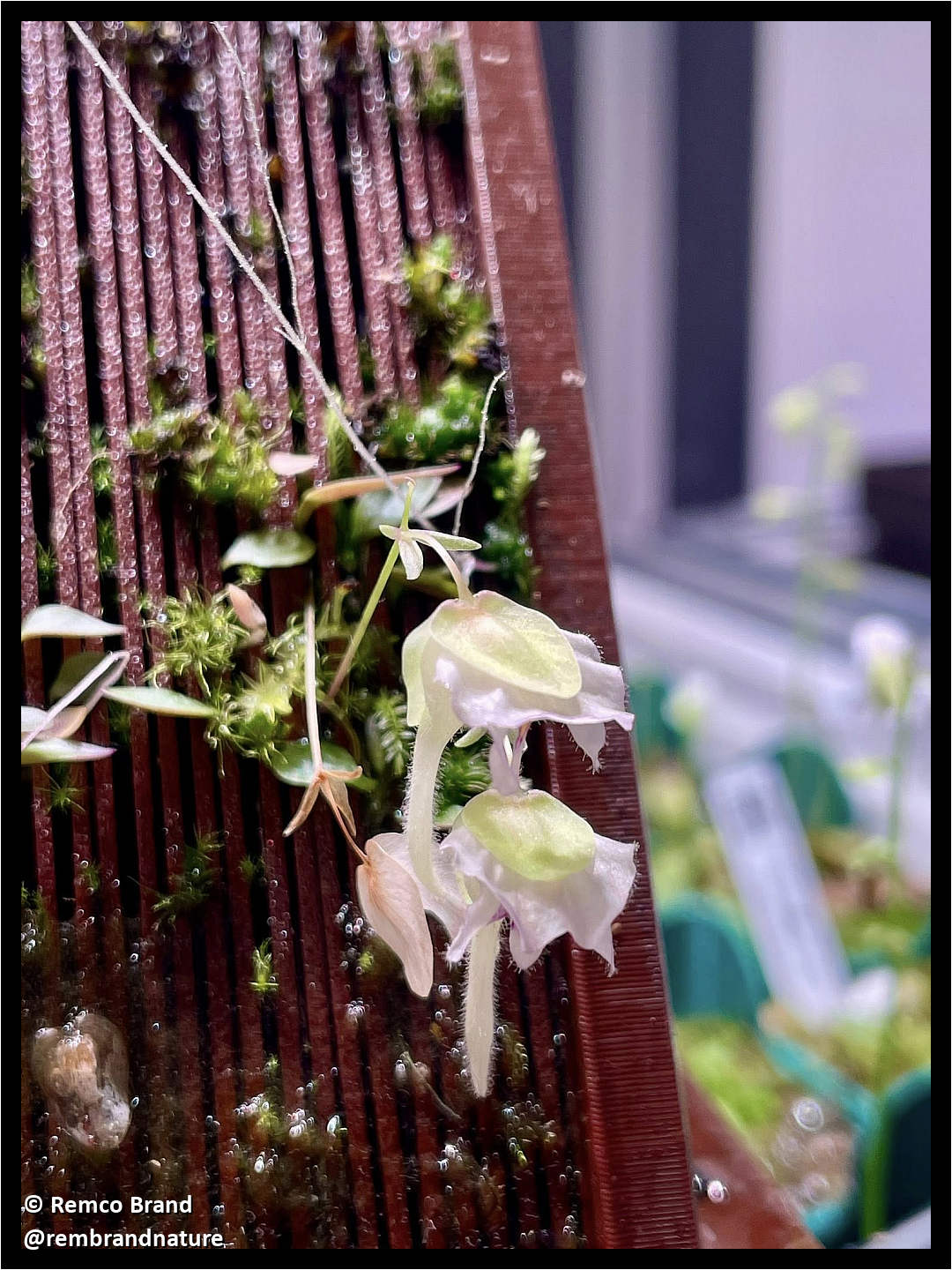 Planter for perennial epiphyte (carnivorous) plants, orchids & ferns