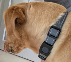 Moto Tag Collar Holder