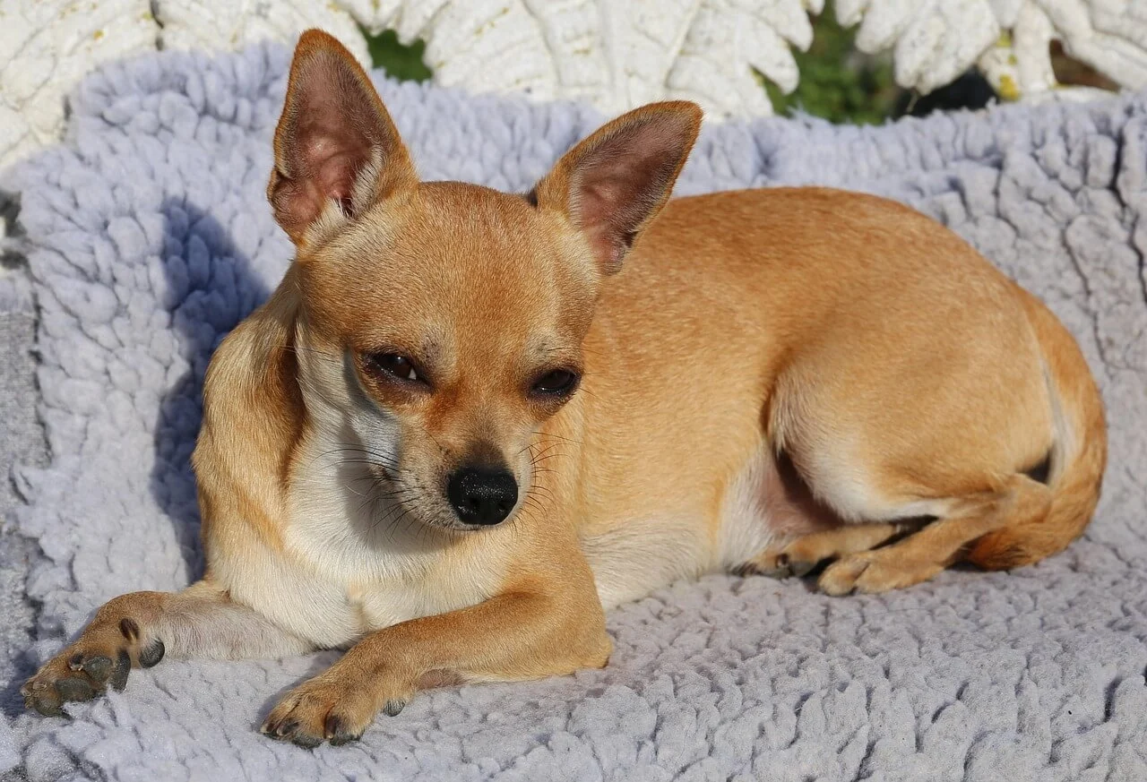 Cute chihuahua dog