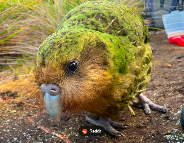 kakapo kakapo