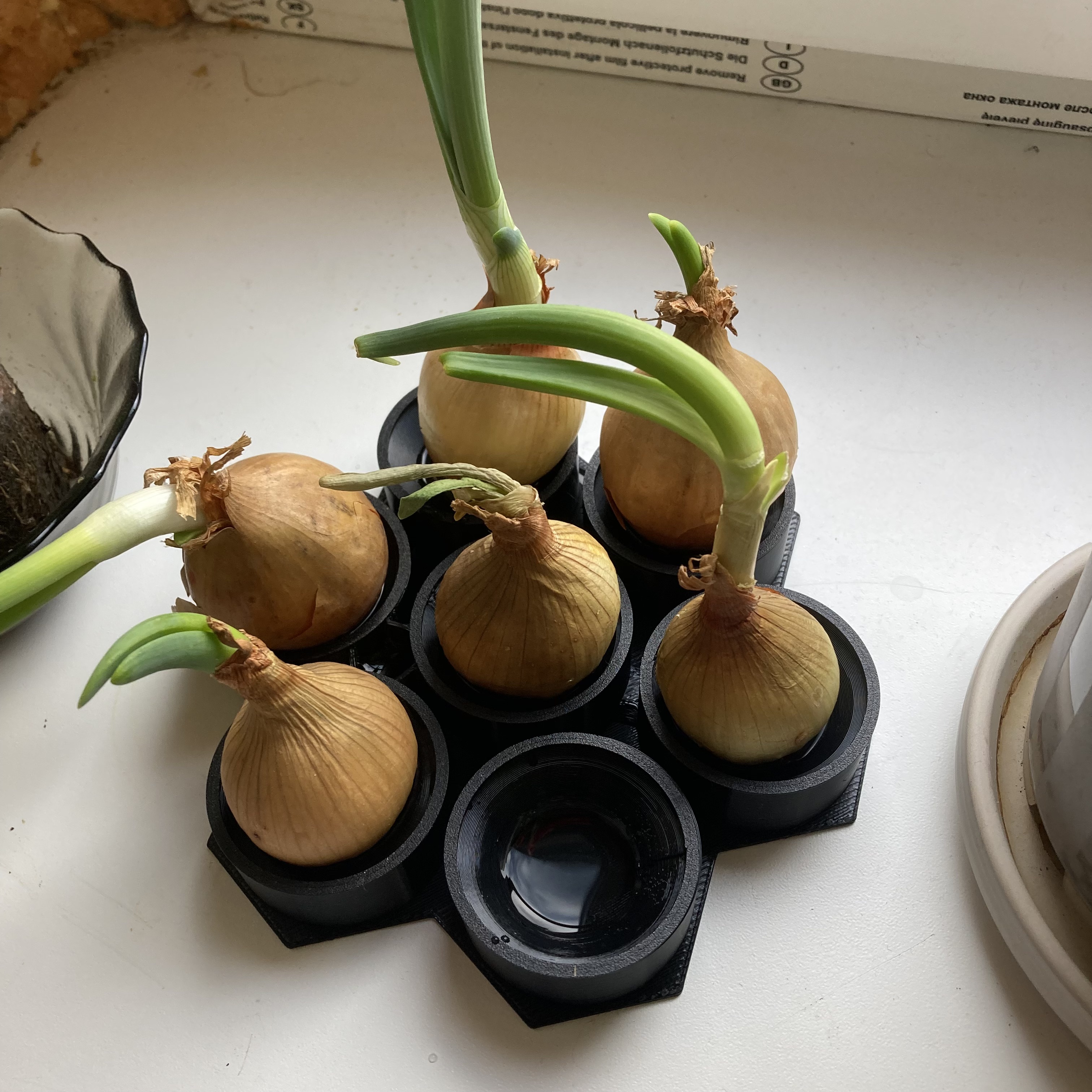 Miniatura 2 do modelo 3D Onion sprouter