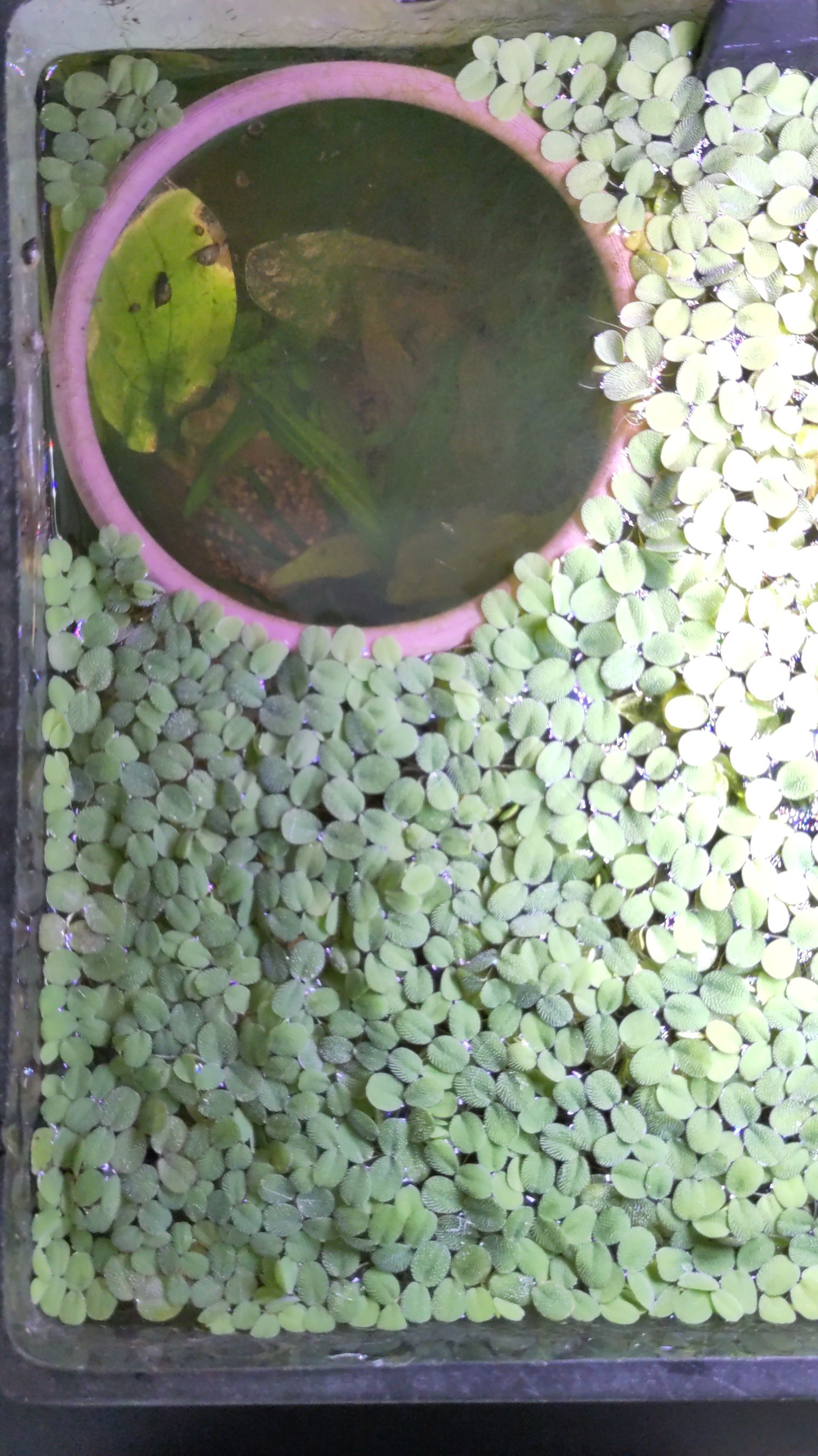Floating Aquarium Ring – Plant Separator & Feeding Zone