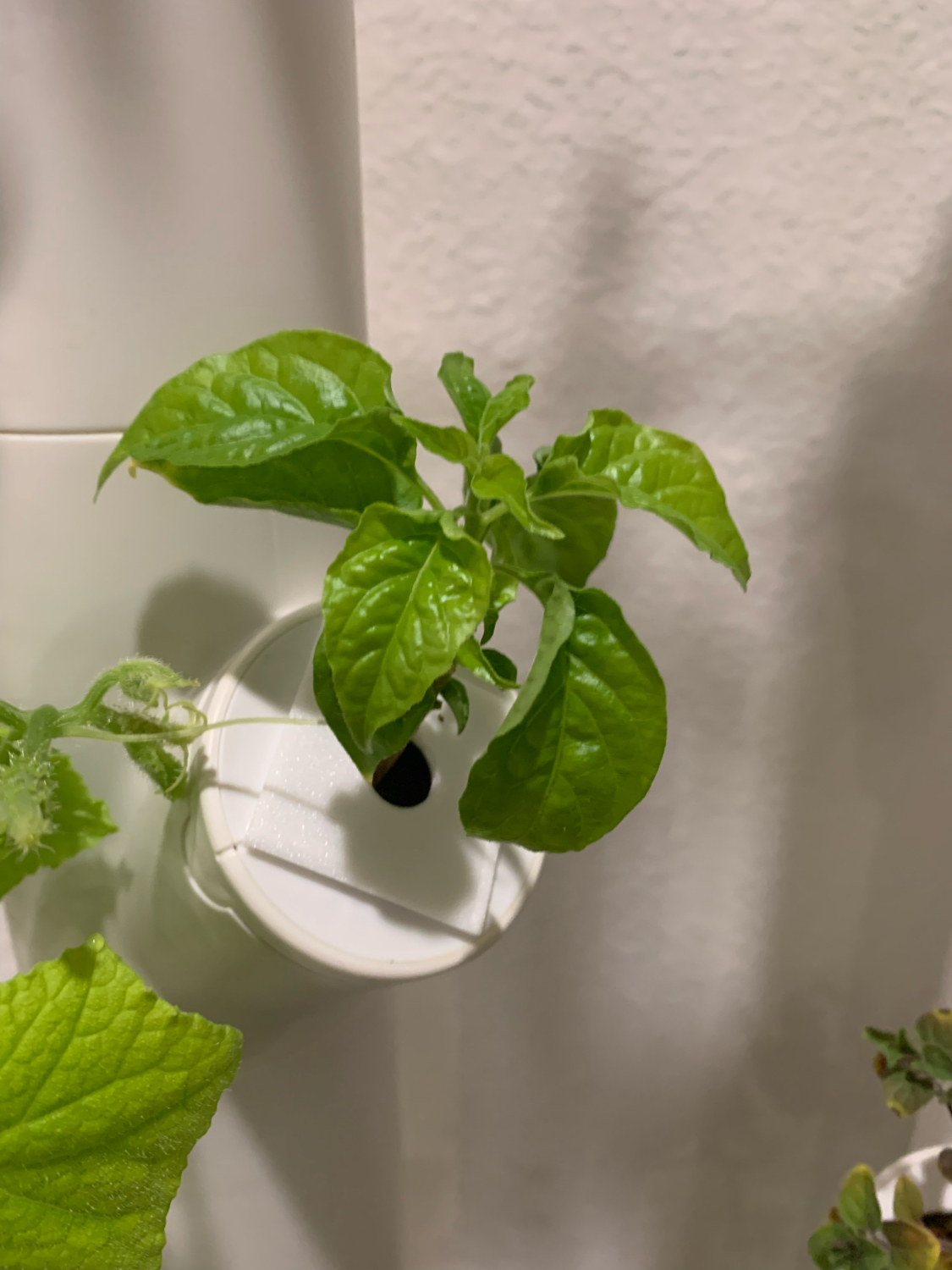 Gardyn Hydroponics Cover