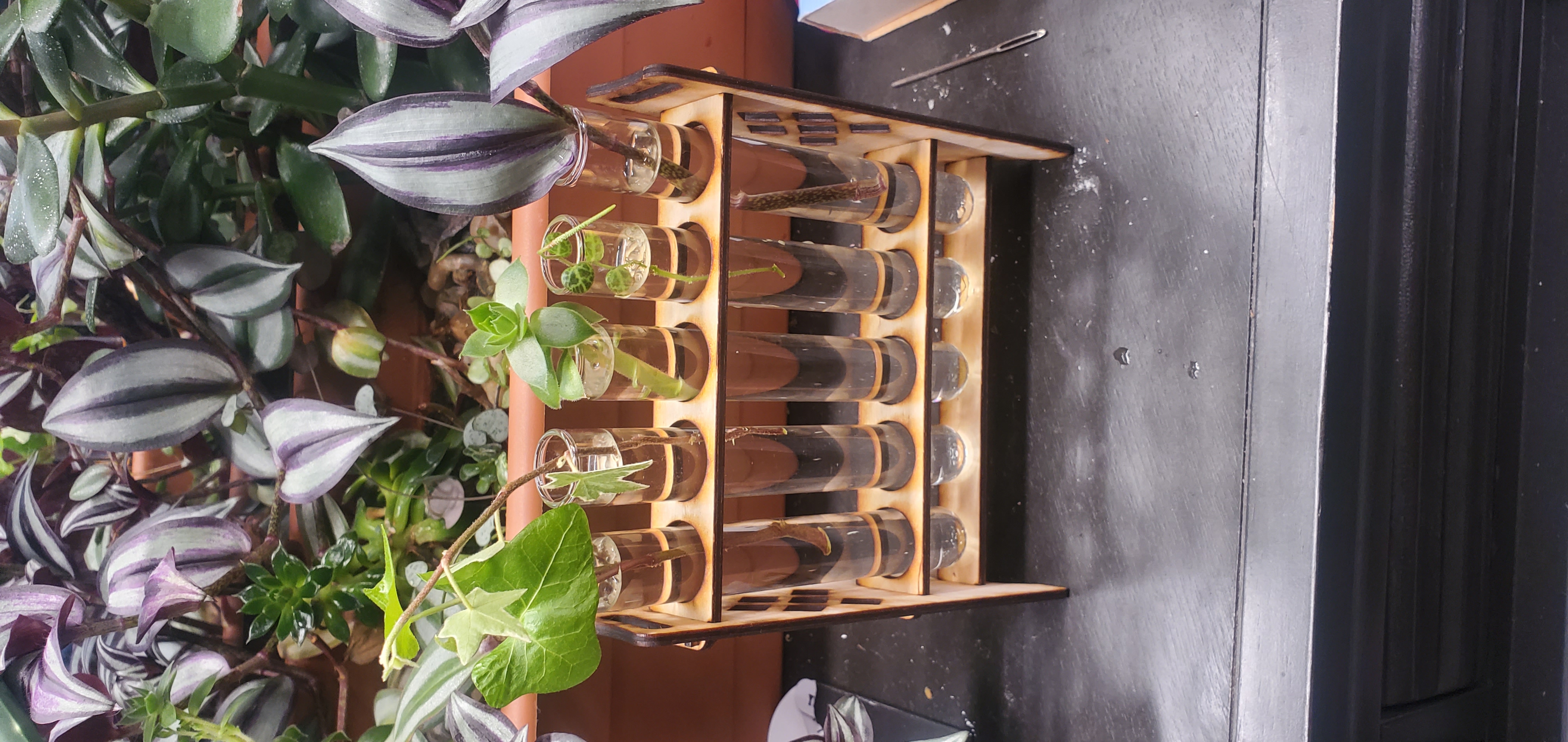 Laser cut plant propogation station test tube holder
