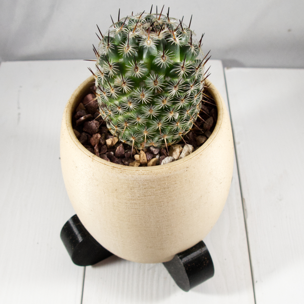 Modern Desert Planter