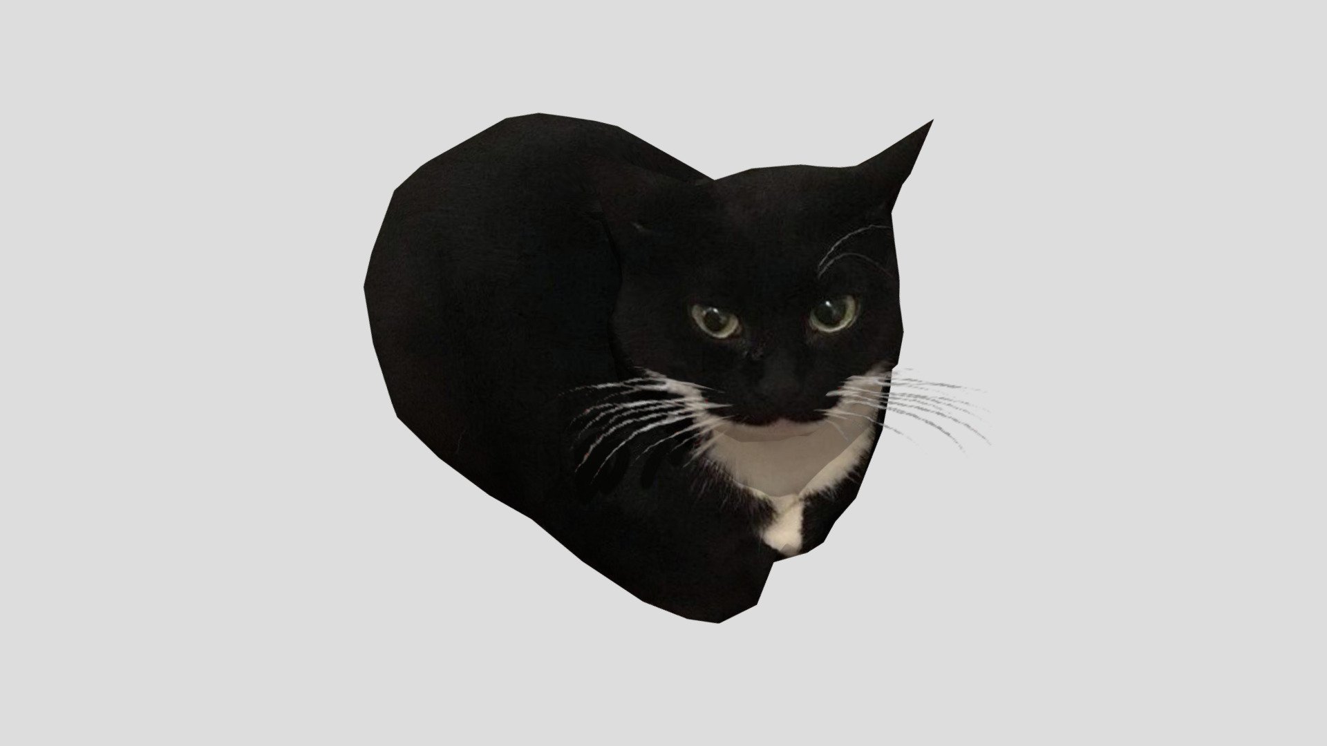 Максвелл мем. Maxwell кот. Кот Мем. Черный кот Мем. Максвелл кот Мем.