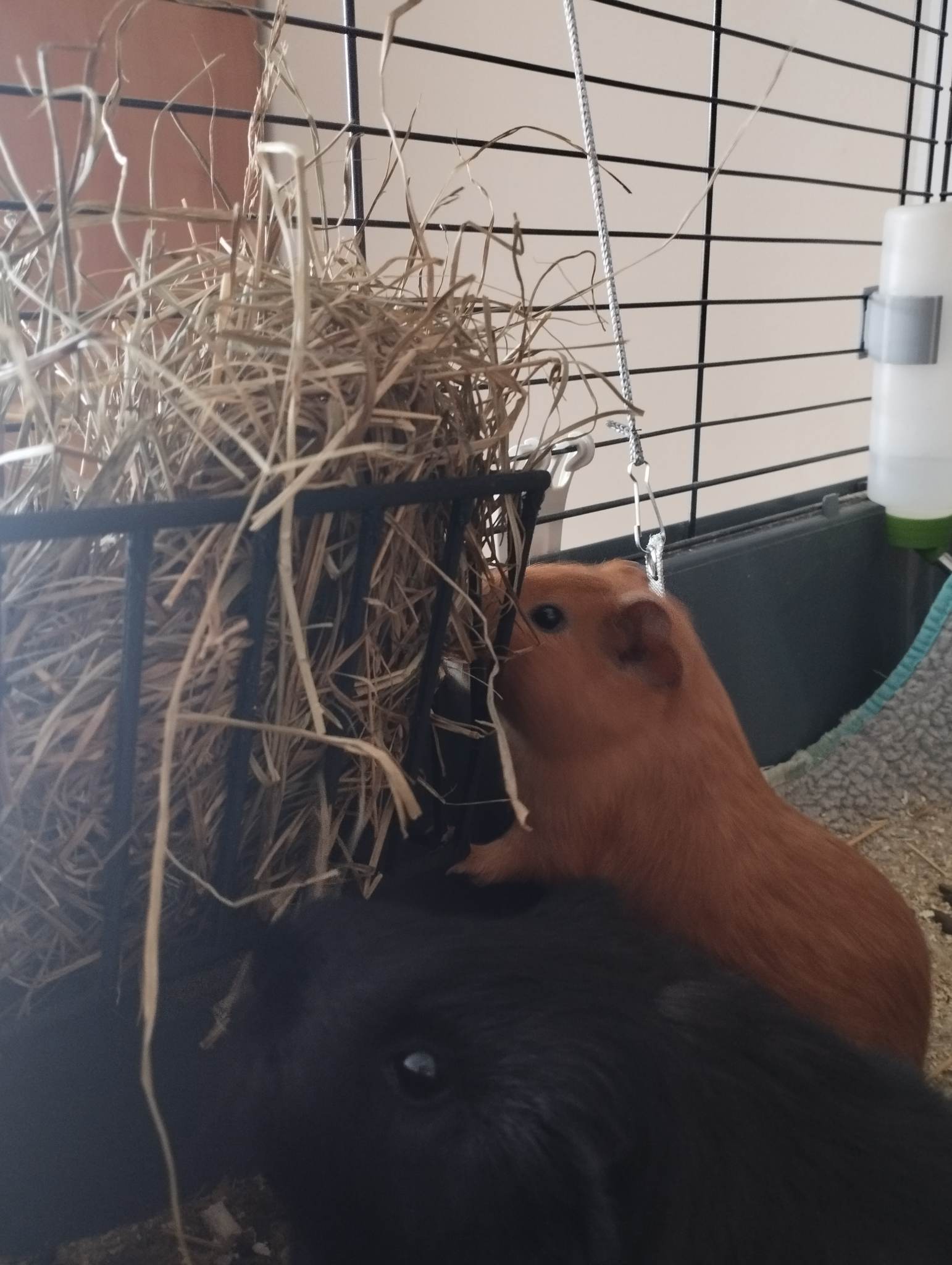 Hay rack for guinea pigs, rabbits by Zuzi_56 Download free STL model