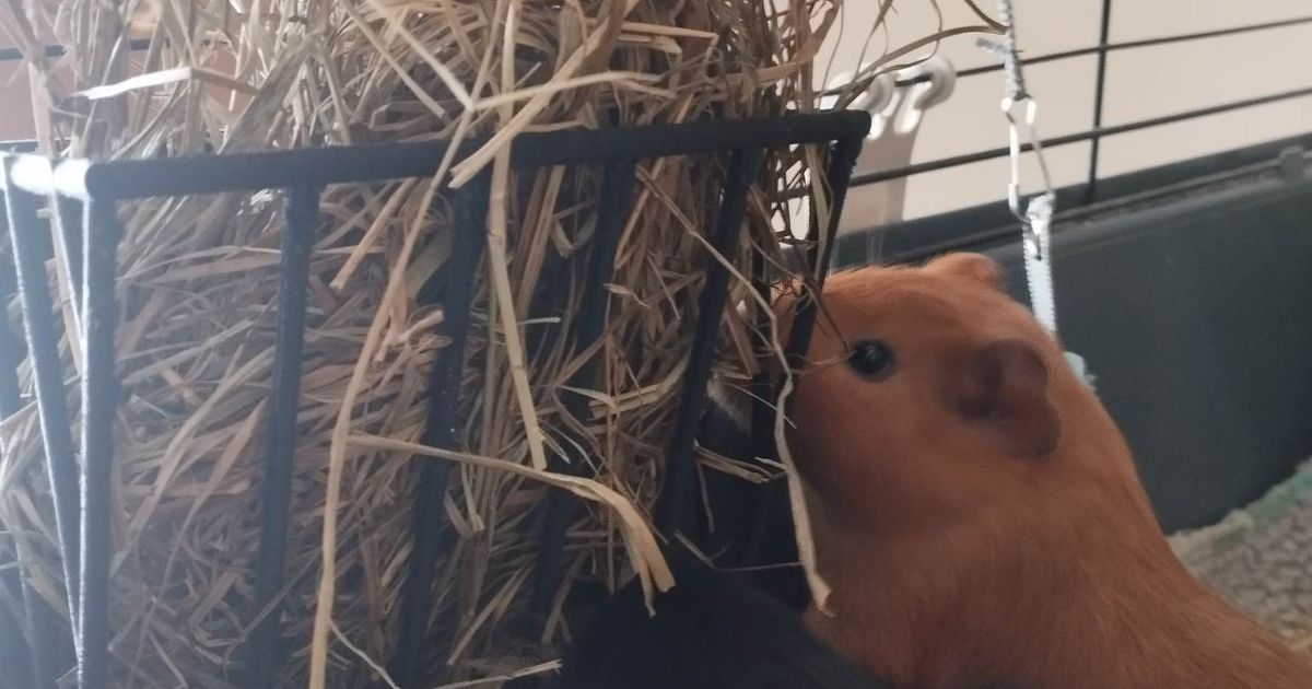 Hay rack for guinea pigs, rabbits by Zuzi_56 Download free STL model