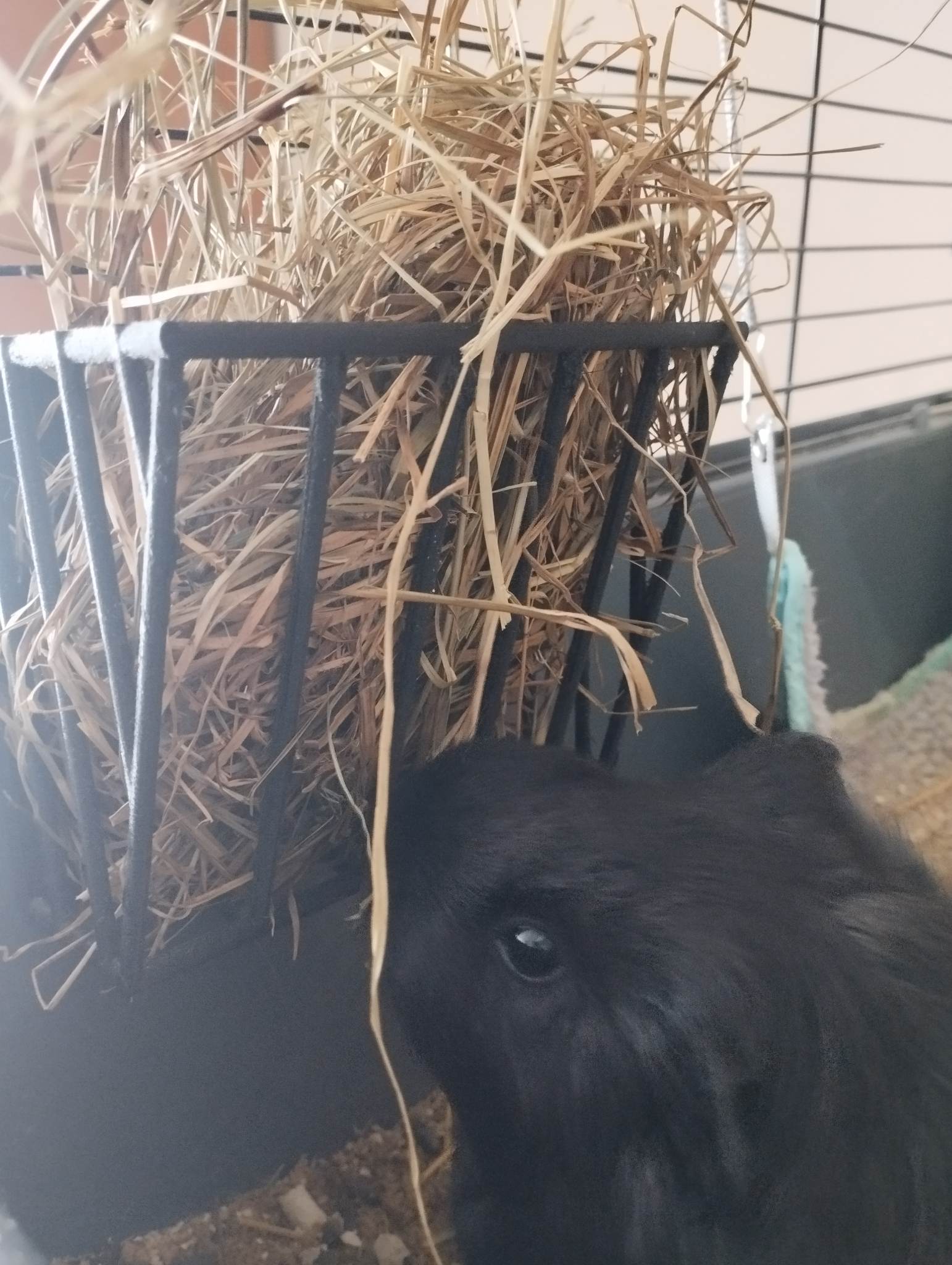 Hay rack for guinea pigs, rabbits by Zuzi_56 Download free STL model