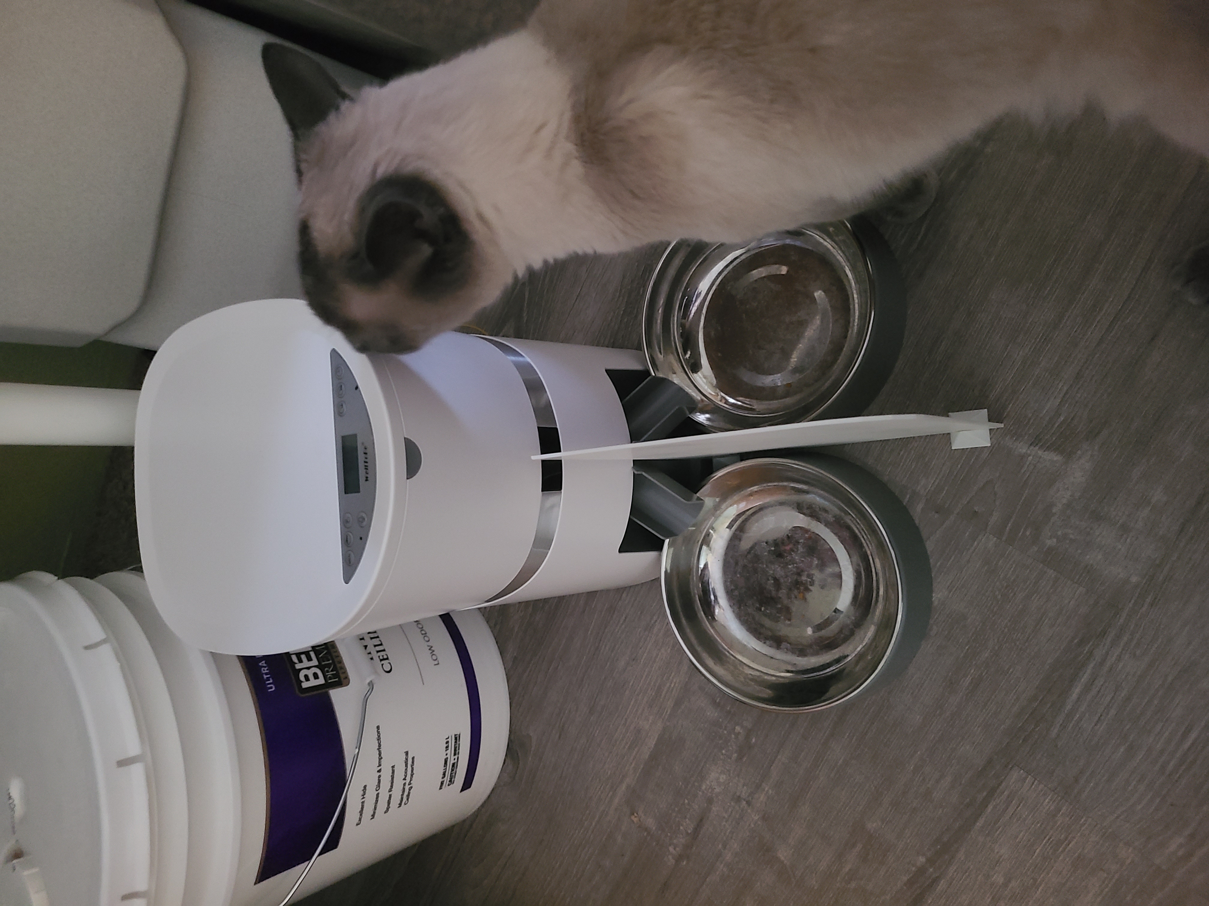 Dual hotsell cat feeder