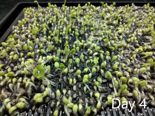 Miniatura 6 do modelo 3D Seed germinator