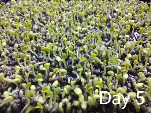 Miniatura 7 do modelo 3D Seed germinator