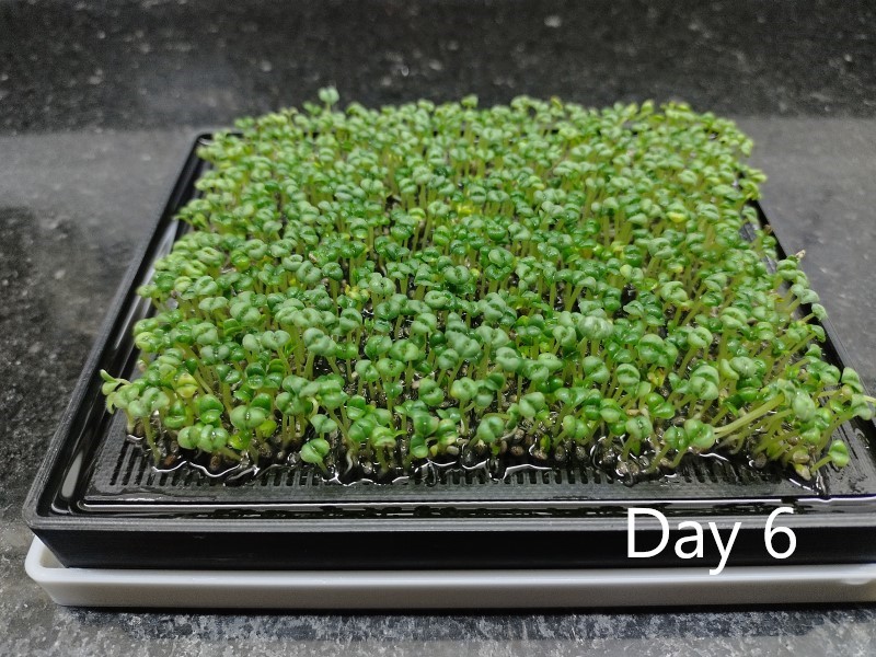 Miniatura 8 do modelo 3D Seed germinator
