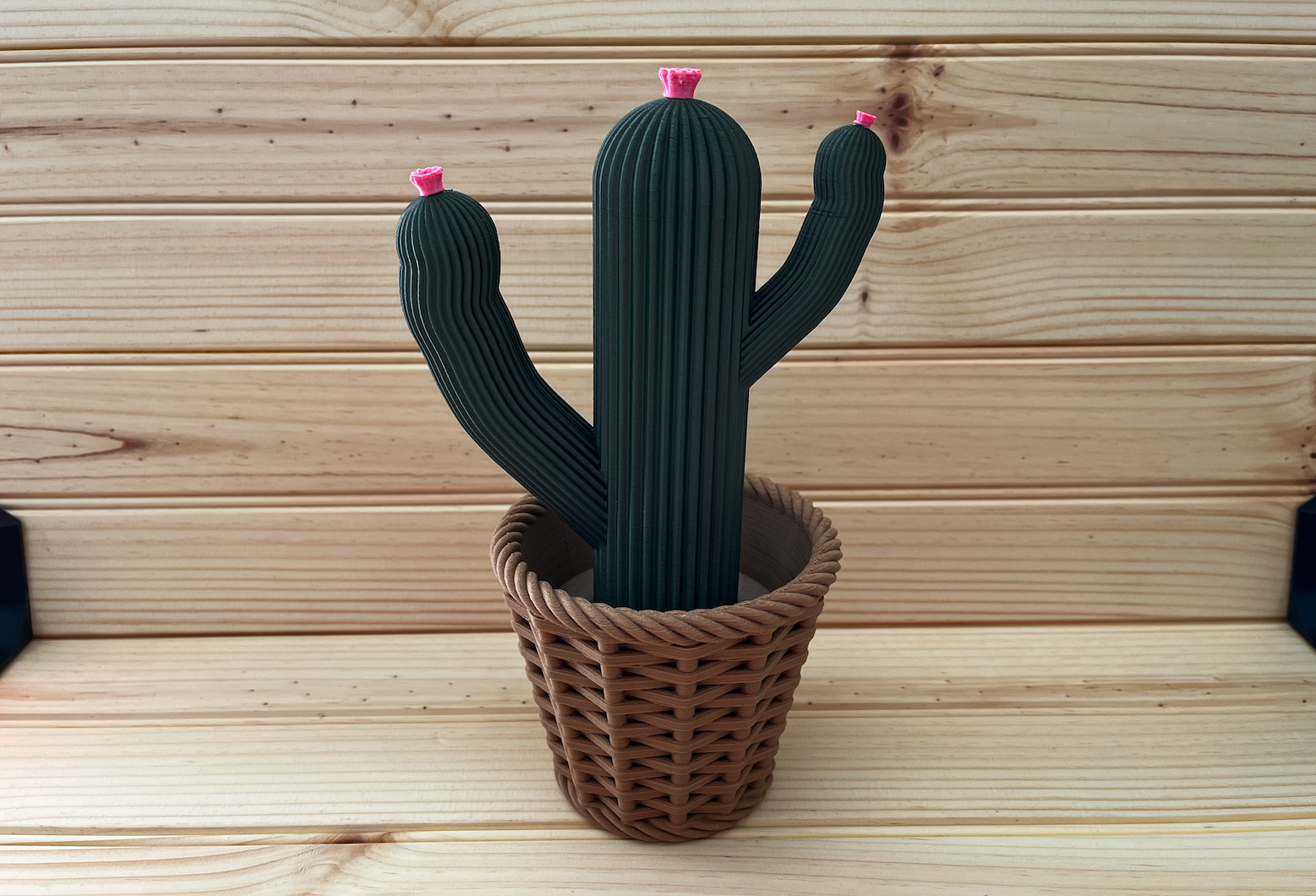Cactus with flower buds