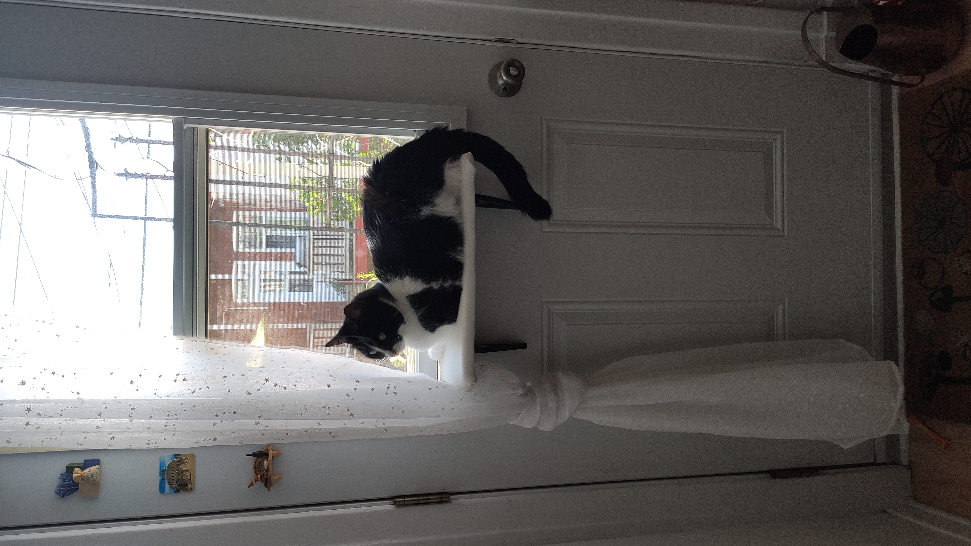 Window cat platform