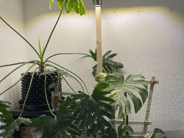 SANlight Flex Lamp stand