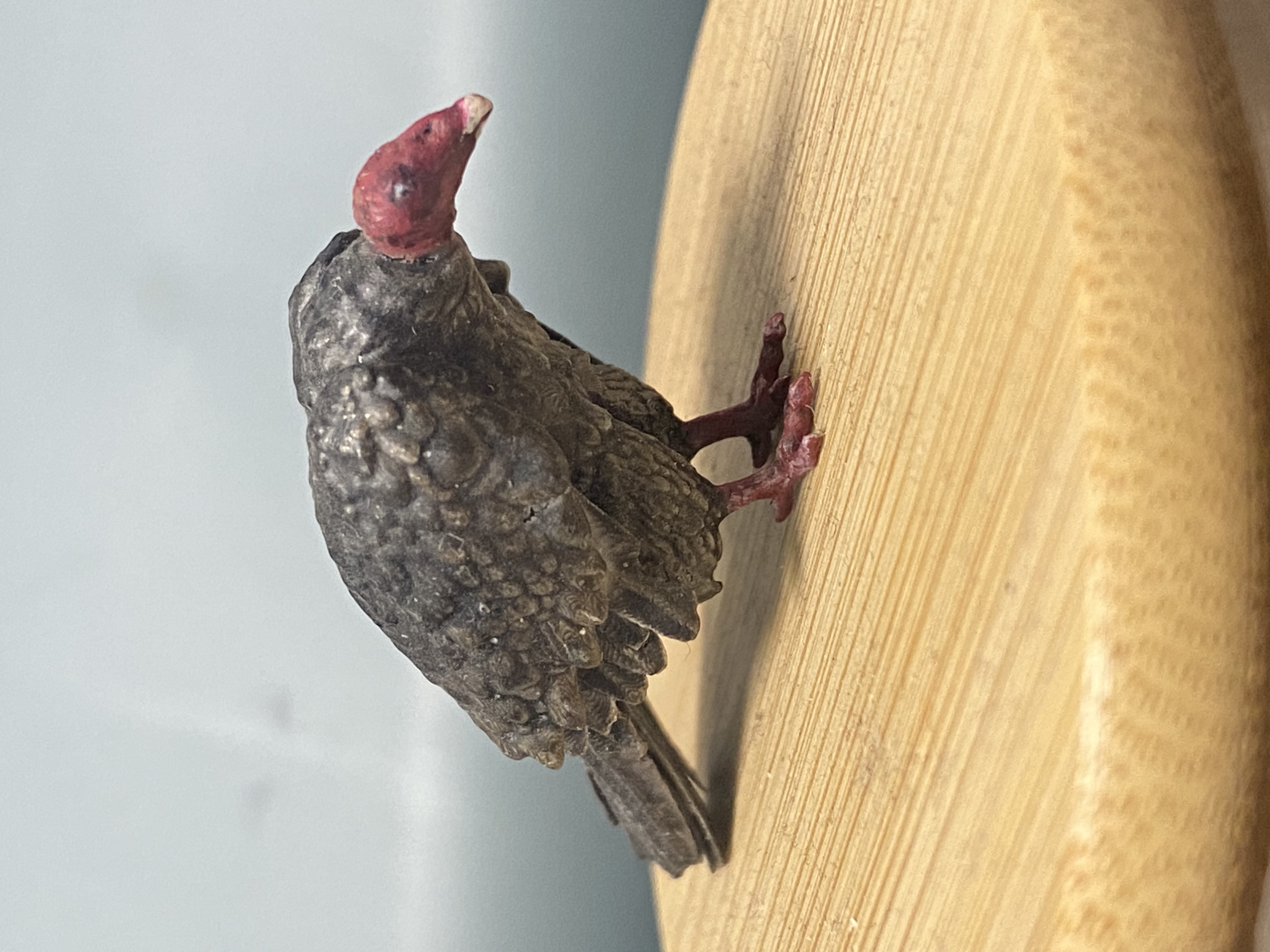 Turkey Vulture