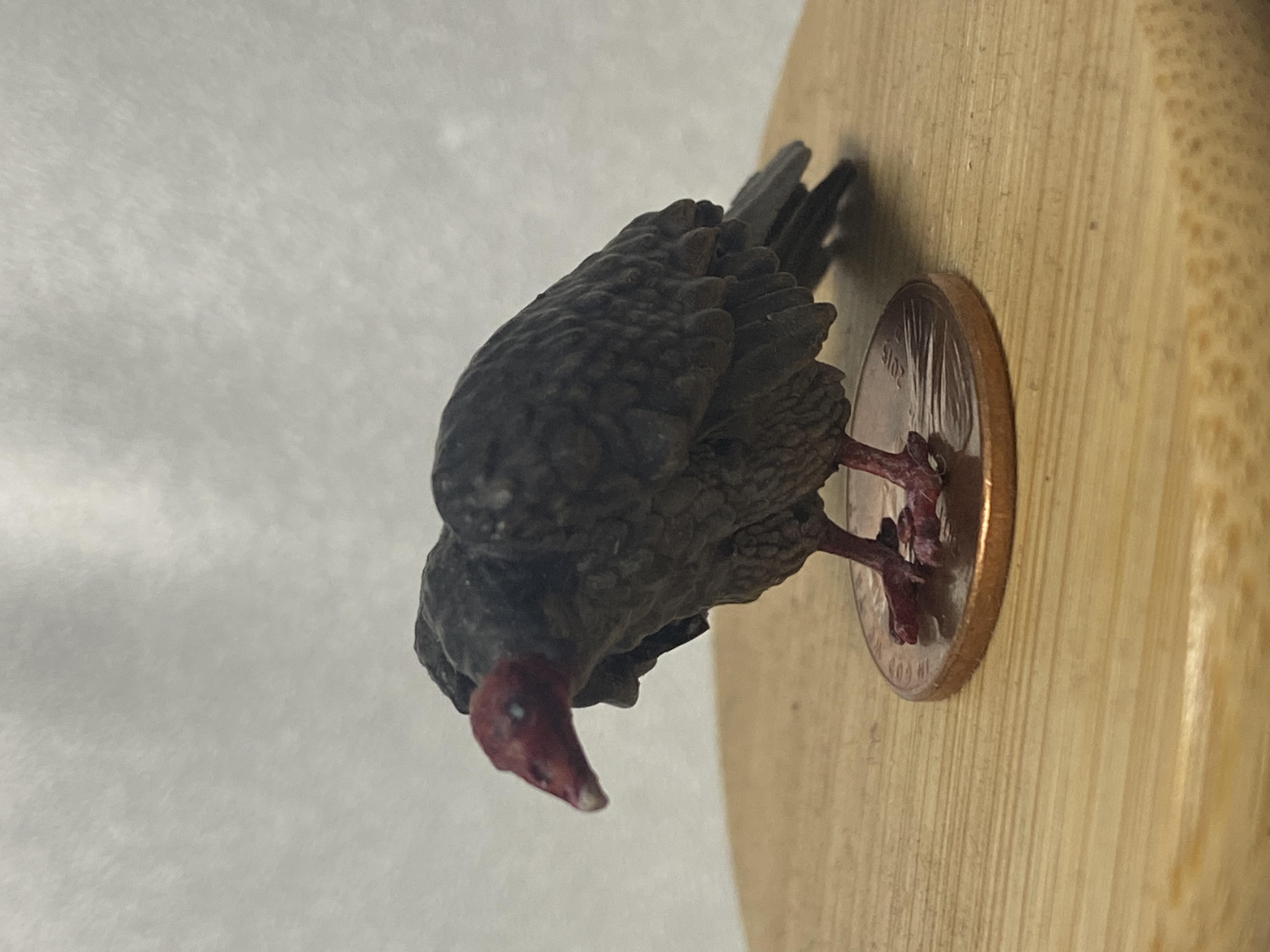 Turkey Vulture by Umbraphile Download free STL model