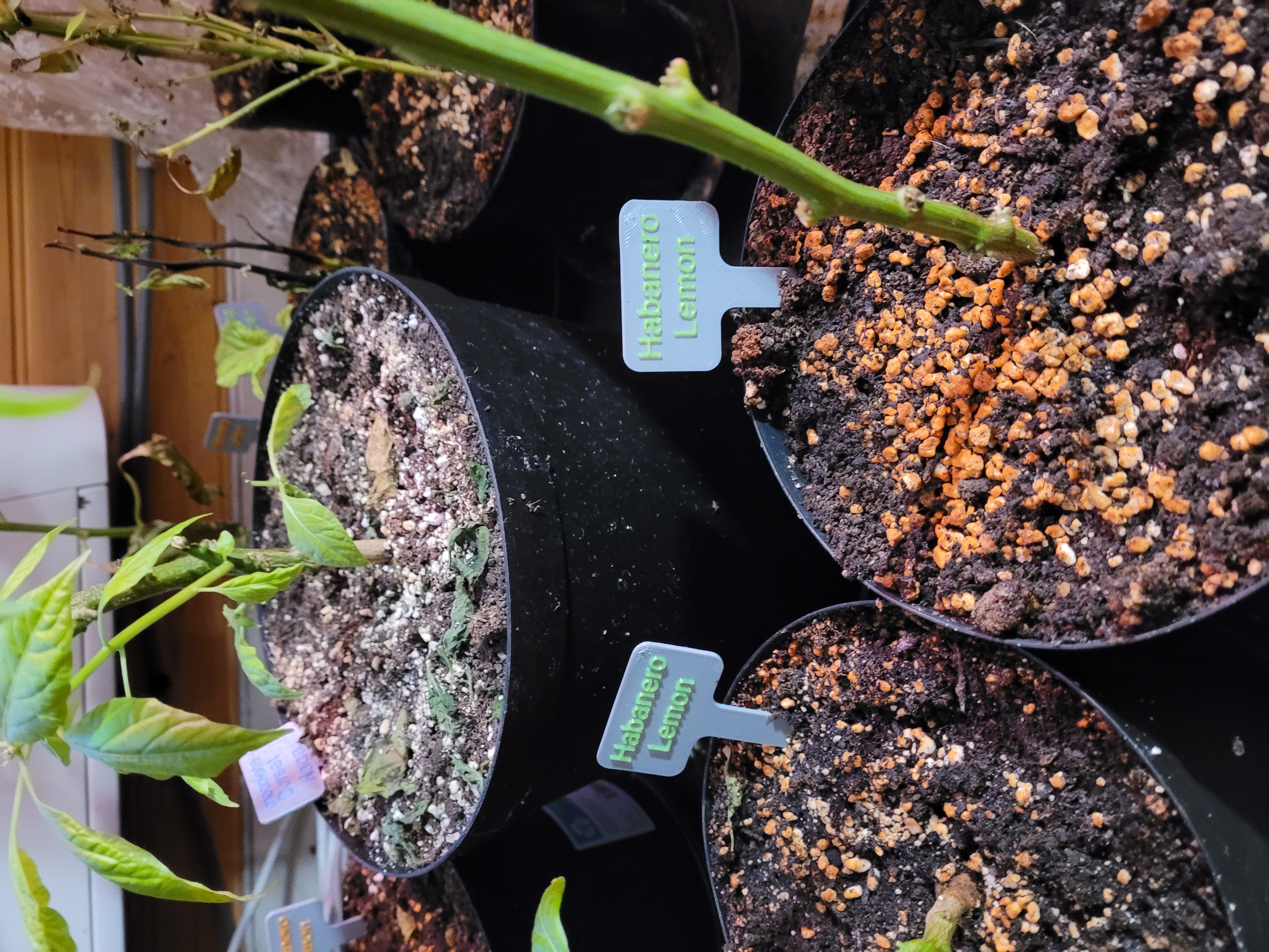 Basic Plant labels for garden and indoor, includes blank labels for easy customisation.