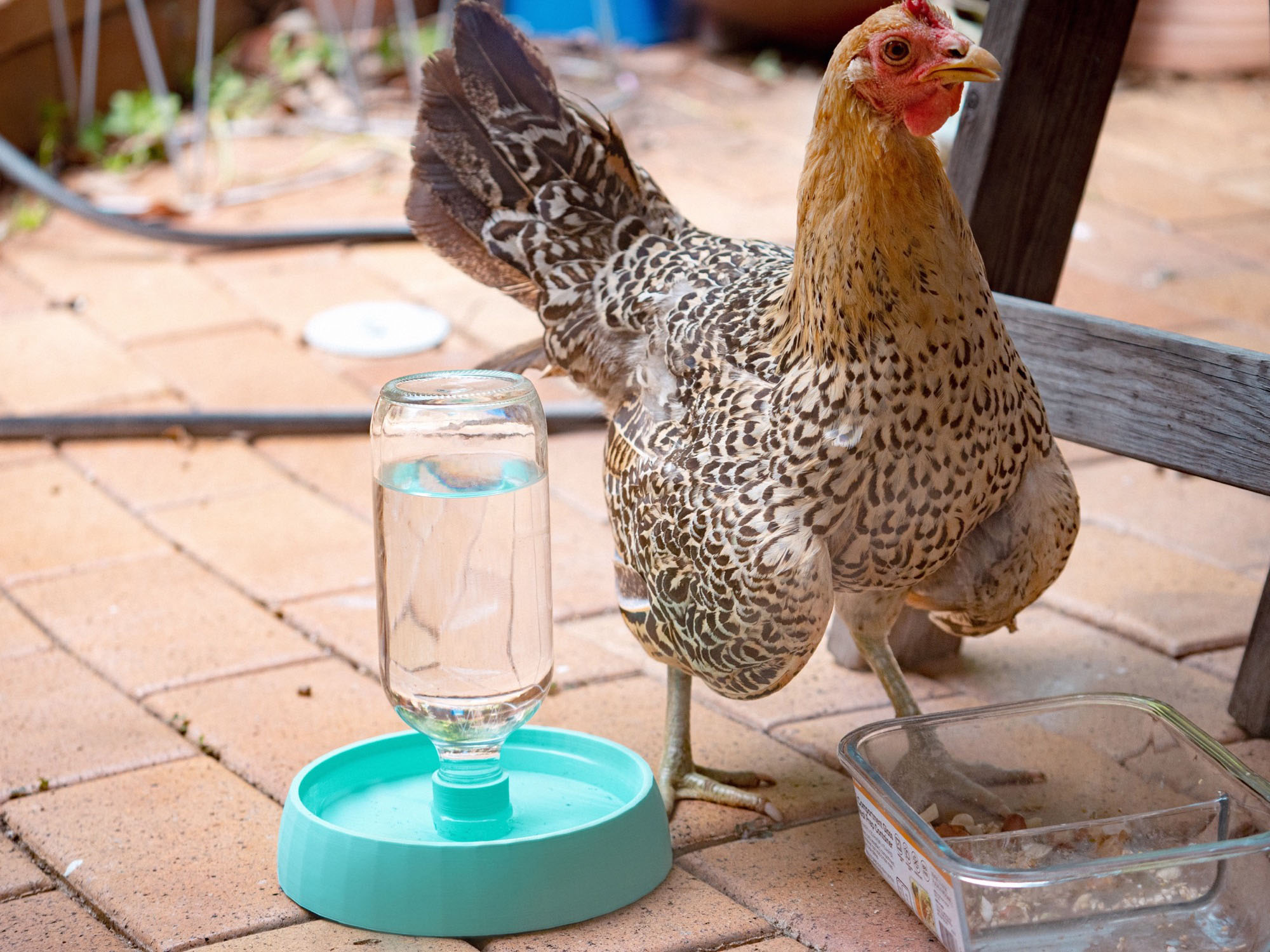Sturdy Automatic Chook Water Bowl (Chicken Waterer) by PollyJeanius