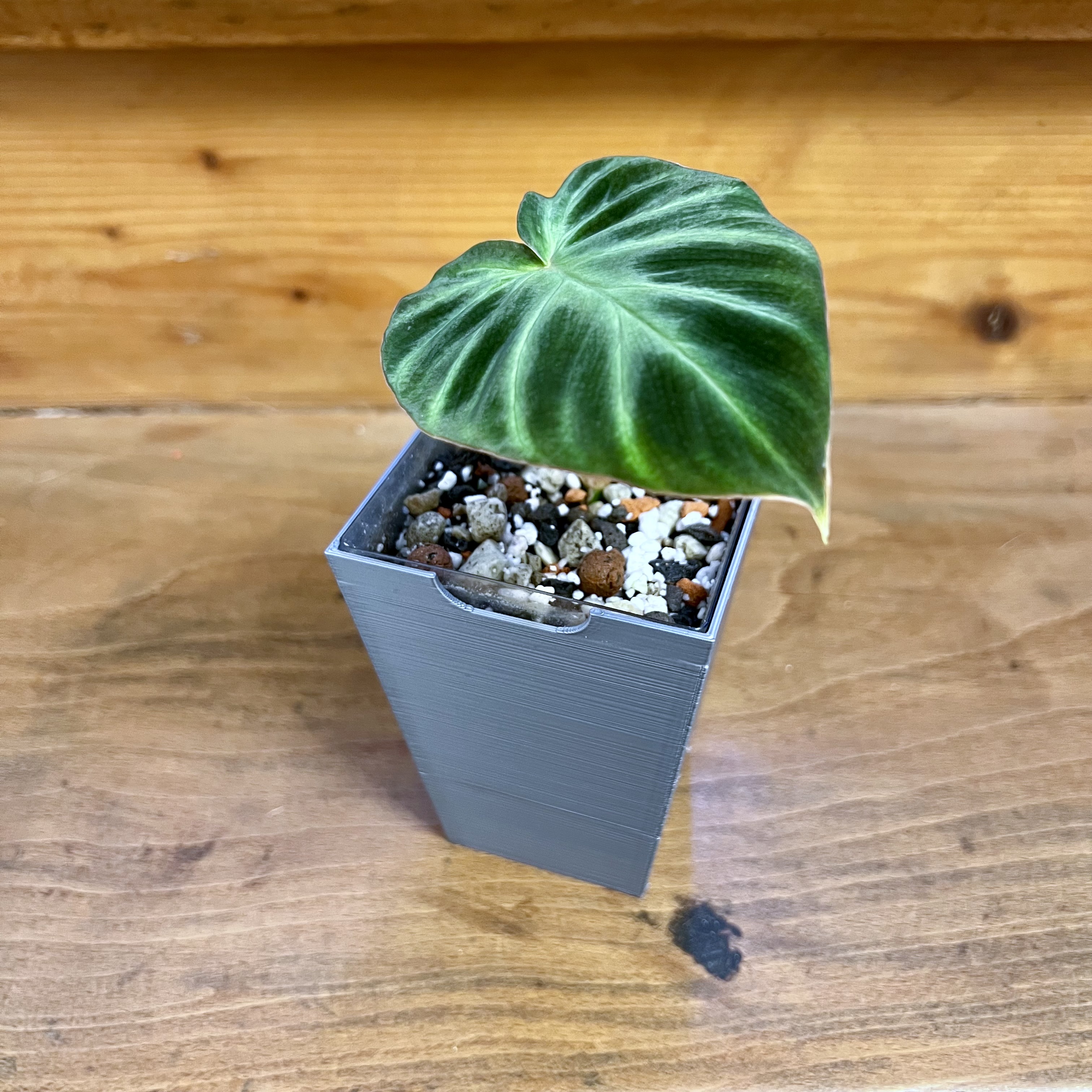 Small self-watering plant pot