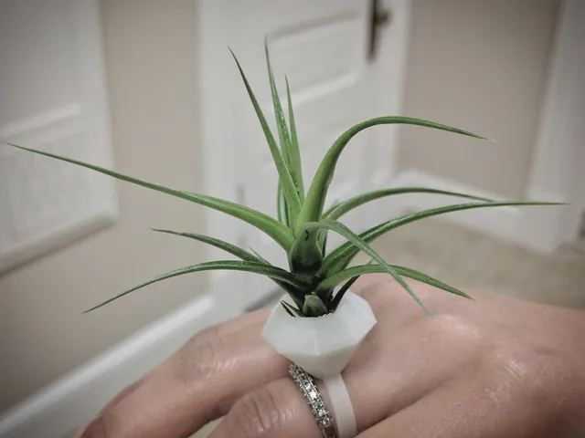 Planter Ring