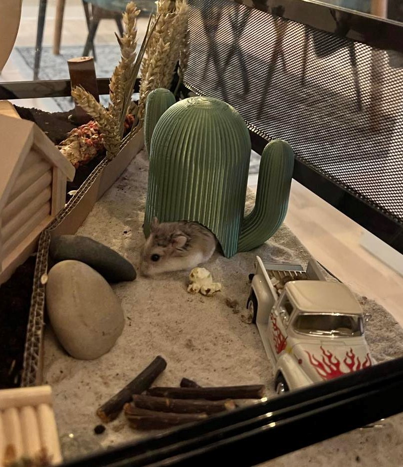 Hamster Cactus House