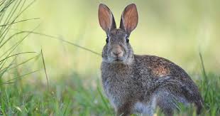 Rabbit lithophane