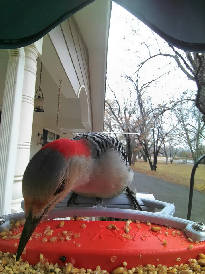 Landing Perch for Bird Buddy 