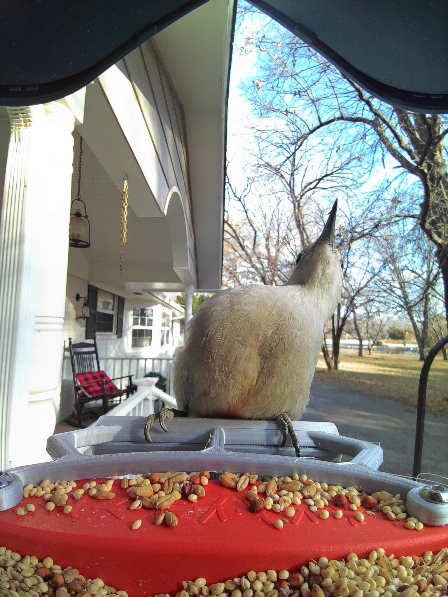 Brid Buddy Larger Bird Perch by N8finch Download free STL model