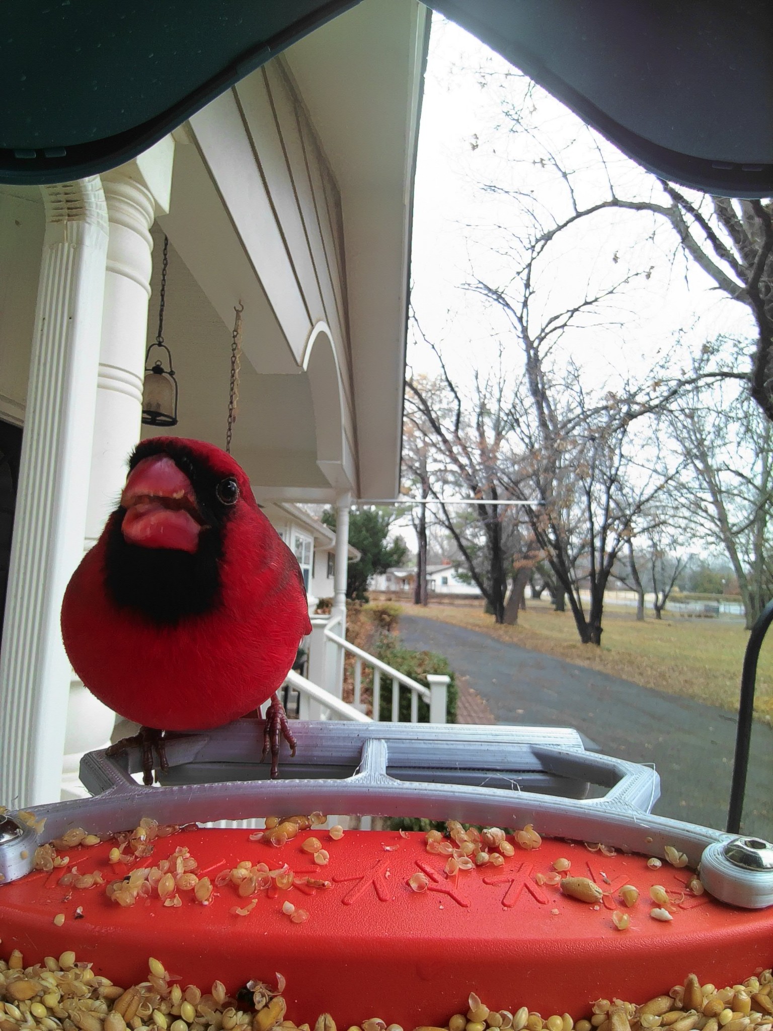 Brid Buddy Larger Bird Perch by N8finch Download free STL model