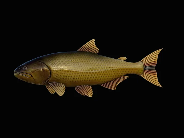 Golden Dorado Model