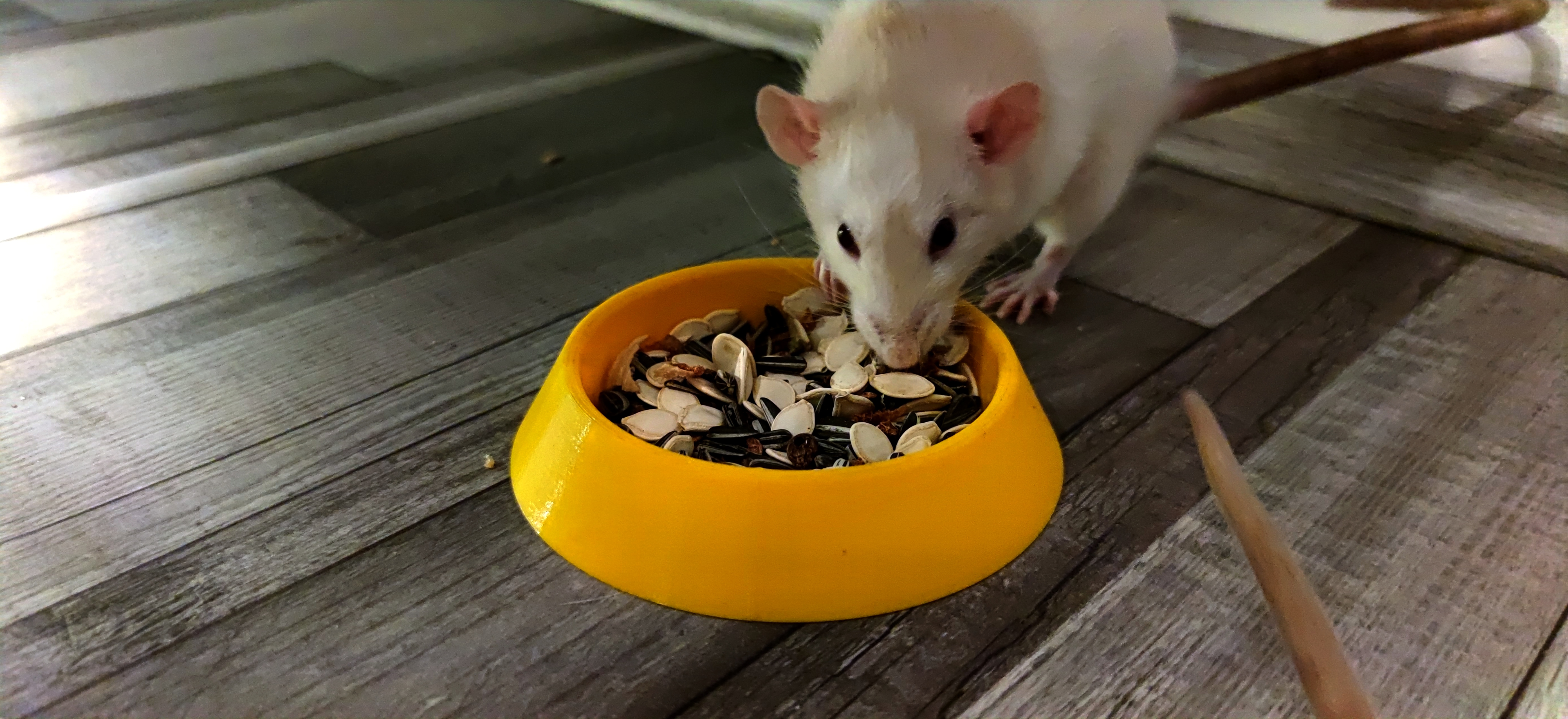 Rodent Food Bowl