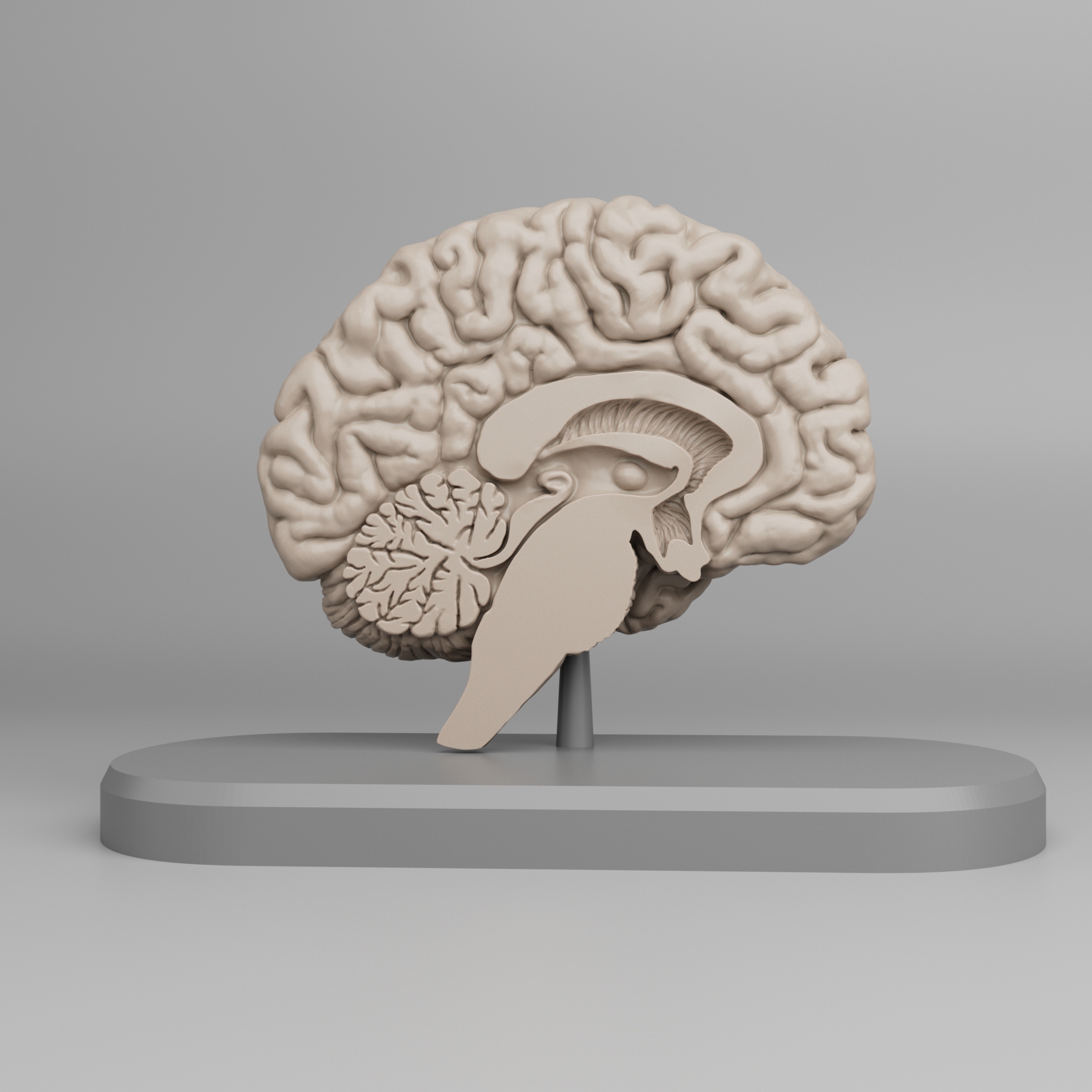 Brain Anatomy Cross-Section 3D print