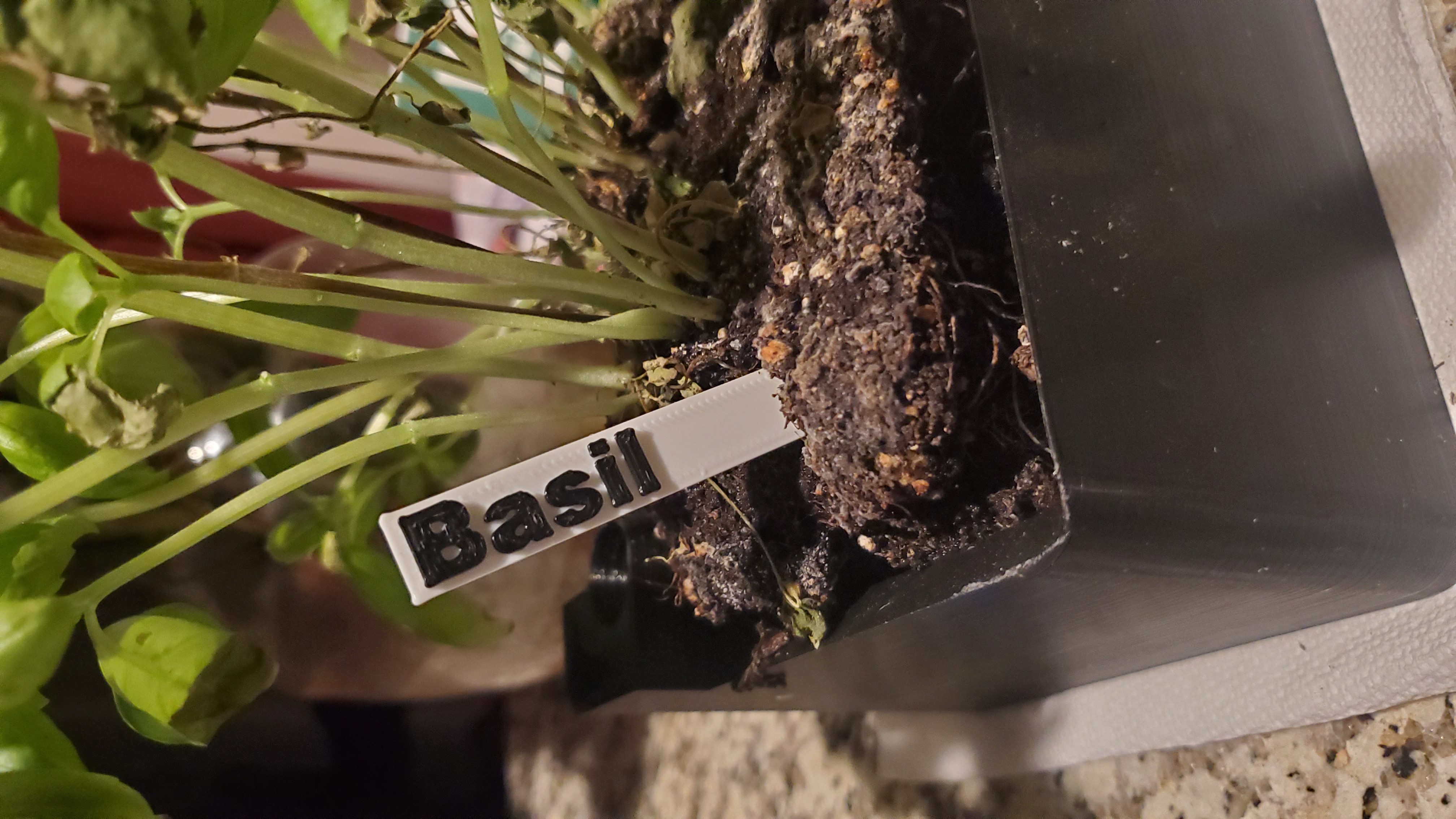 Basil Plant Label