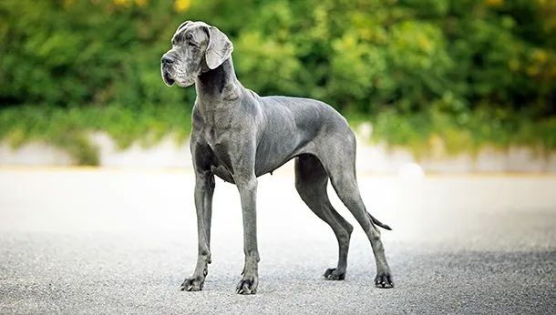 Cute Great Dane dog