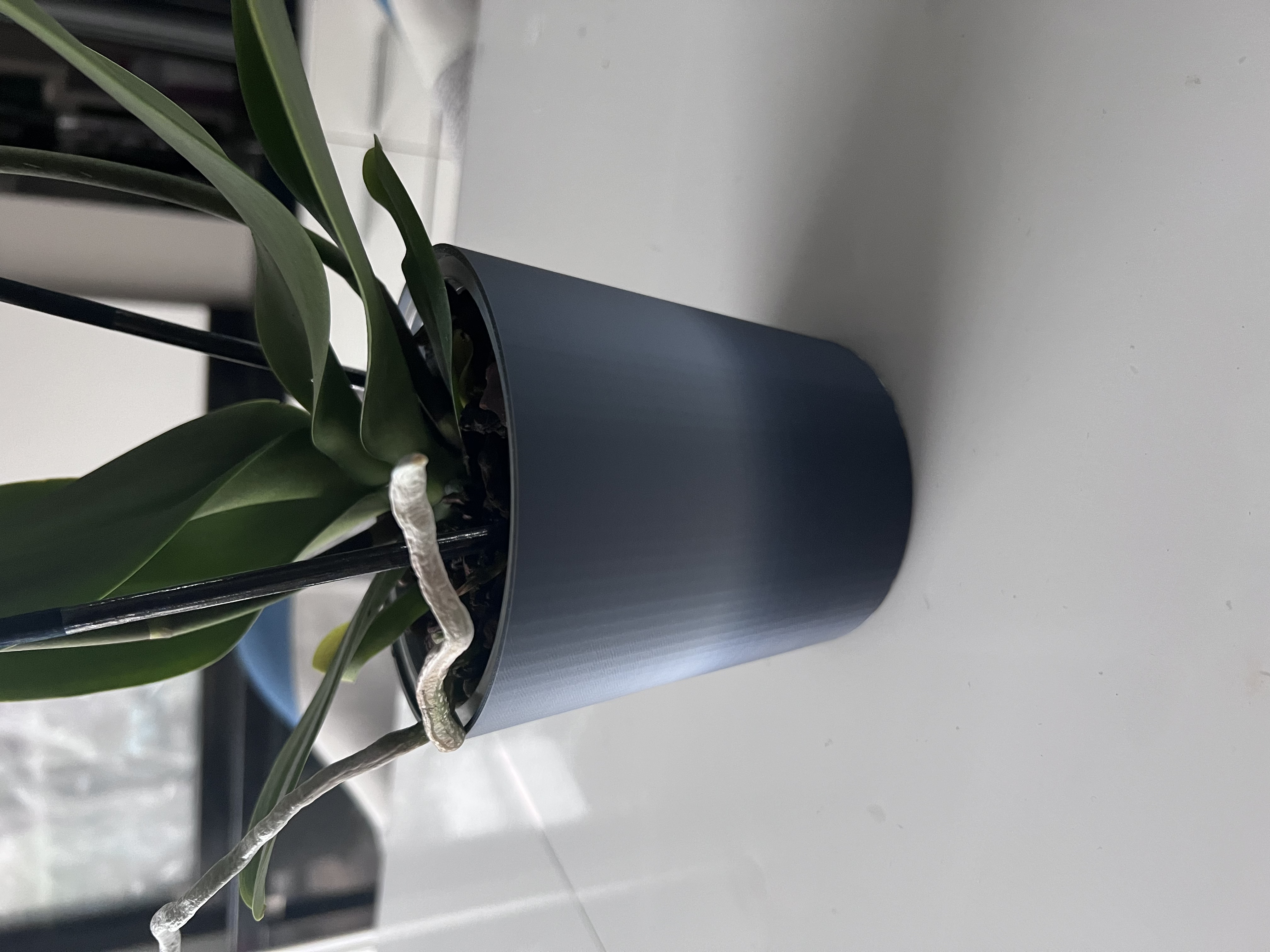 Pot plante, pot orchidée