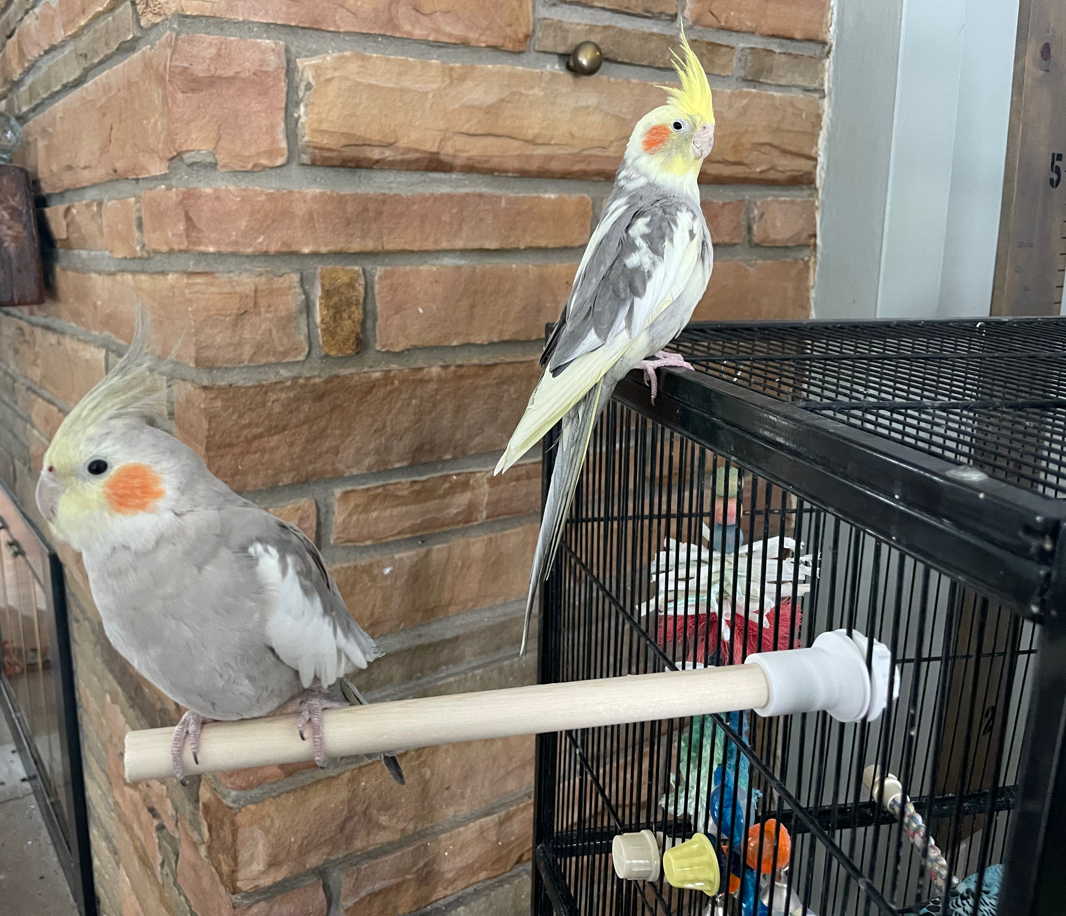 Bird Cage Perch Rod Holder