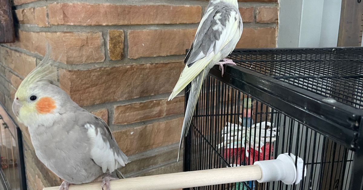 Bird Cage Perch Rod Holder by ThomPatterson Download free STL model