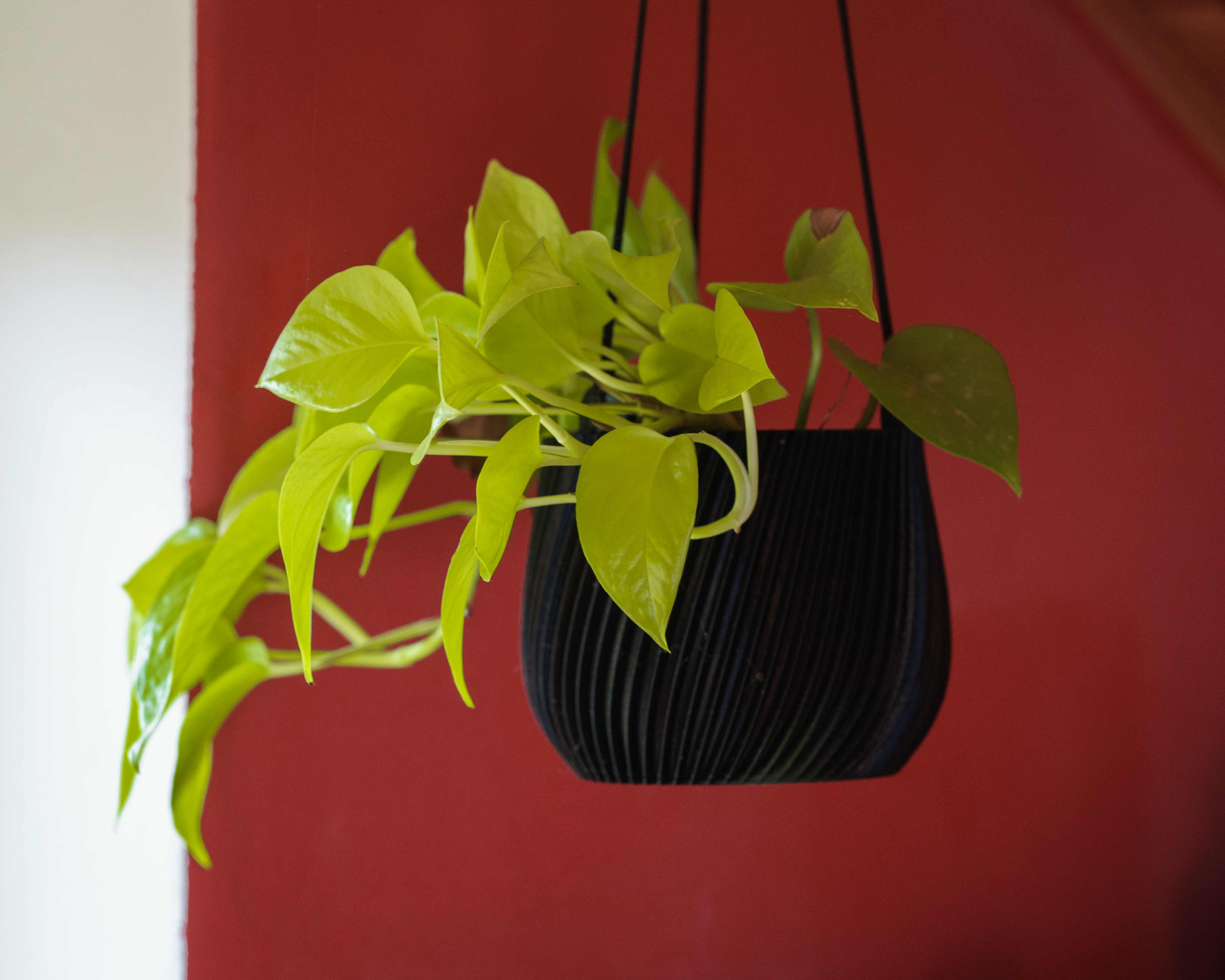 Modern Hanging Spiral Planter in 2 variants