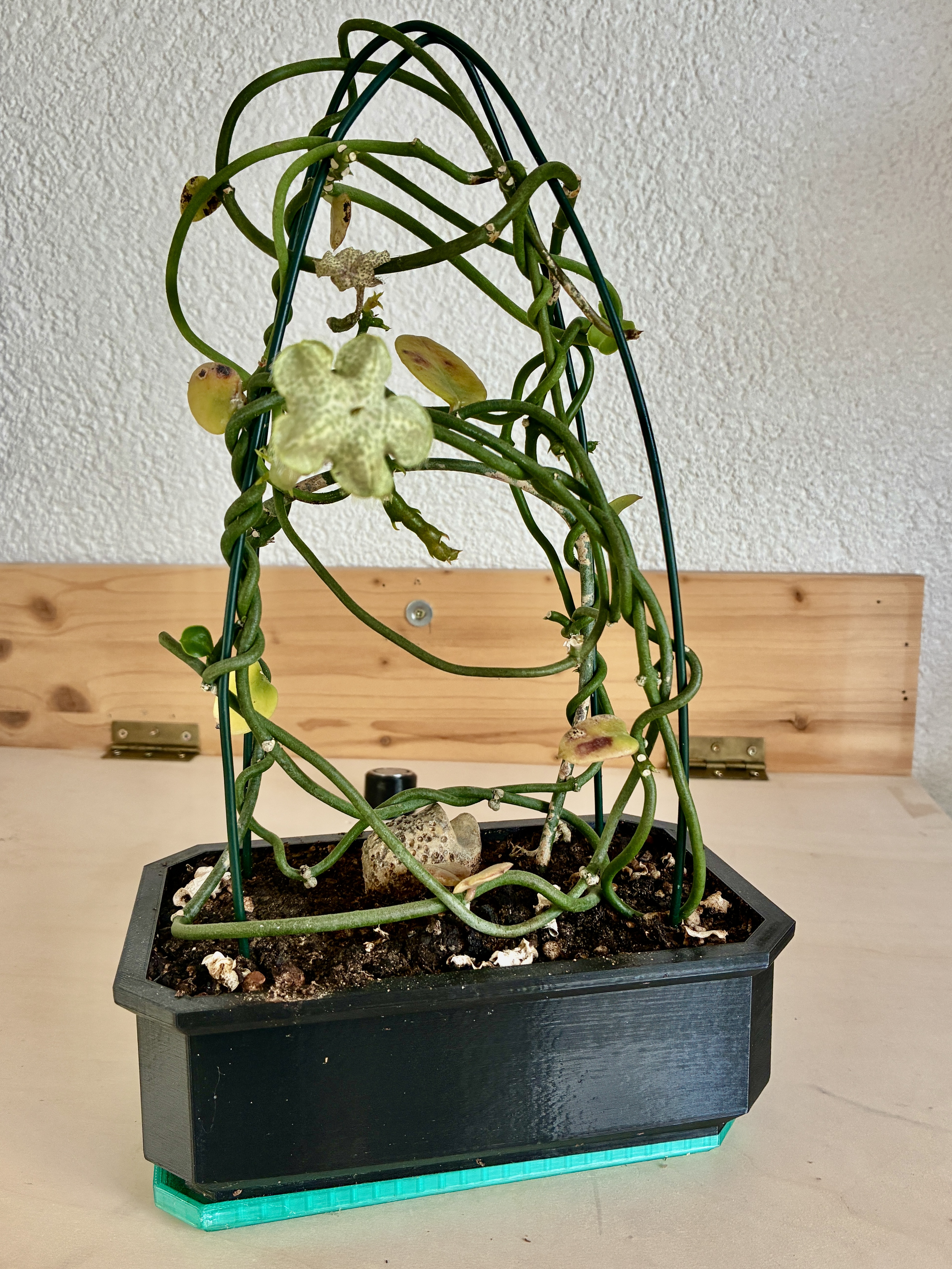Pflanzschale mit Aufnahme für Rankhilfe