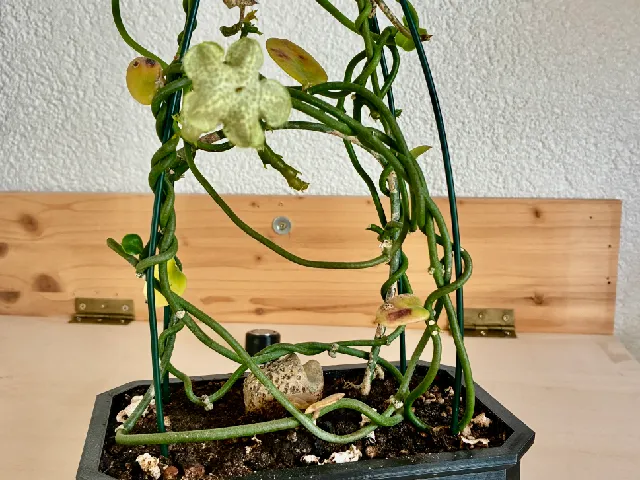 Pflanzschale mit Aufnahme für Rankhilfe